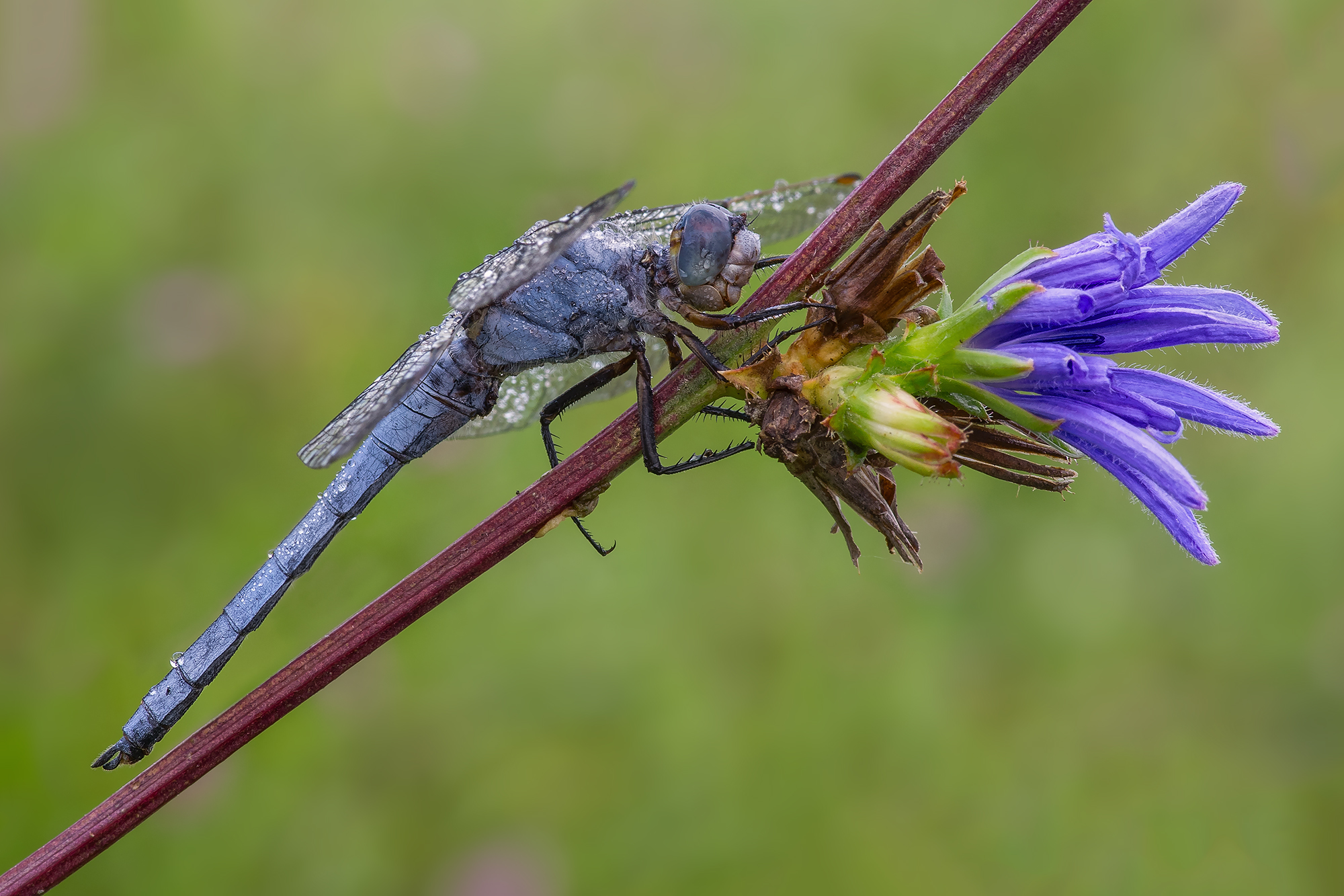 Orthetrum brunneum