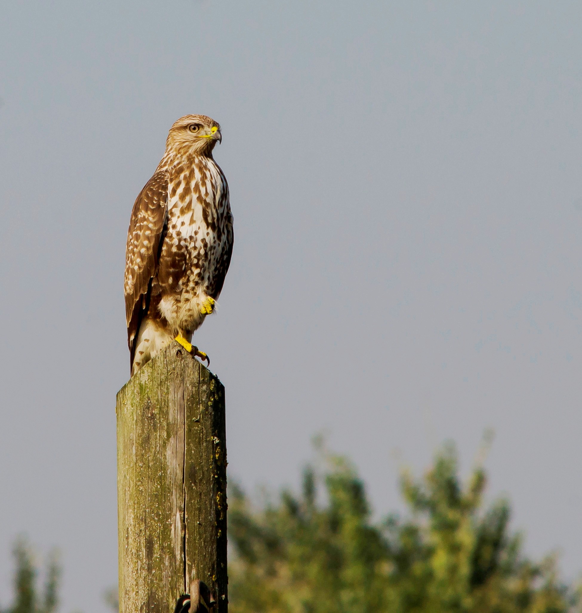 Buzzard