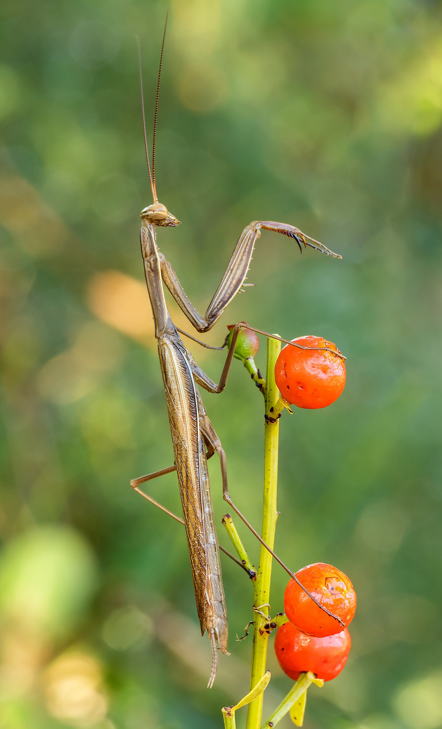 Mantide religiosa...