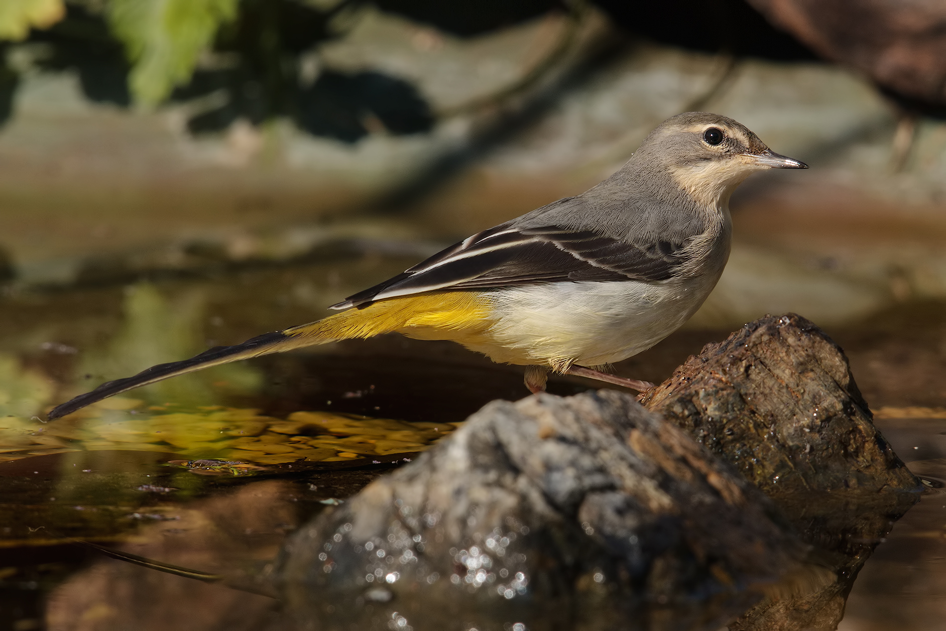 Ballerina Gialla al Laghetto...