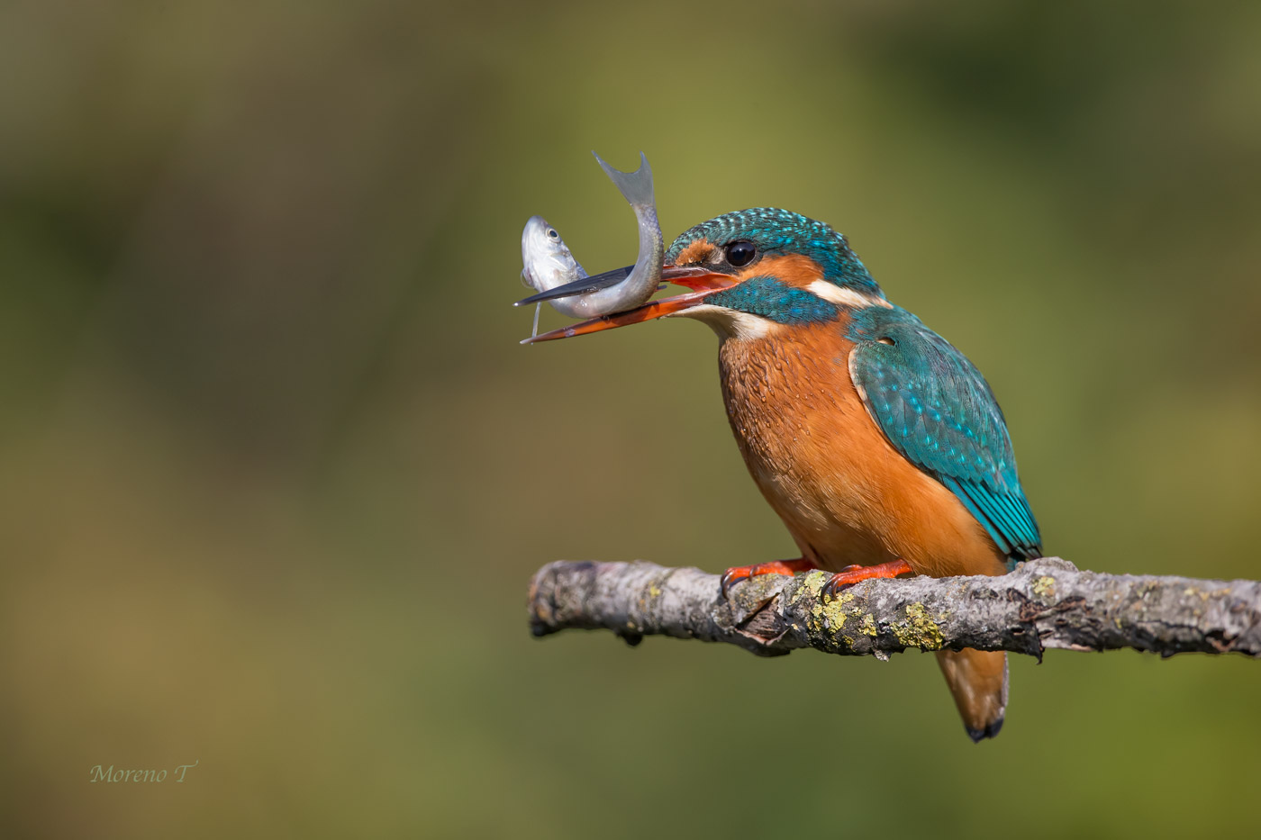 Finalmente si mangia ......