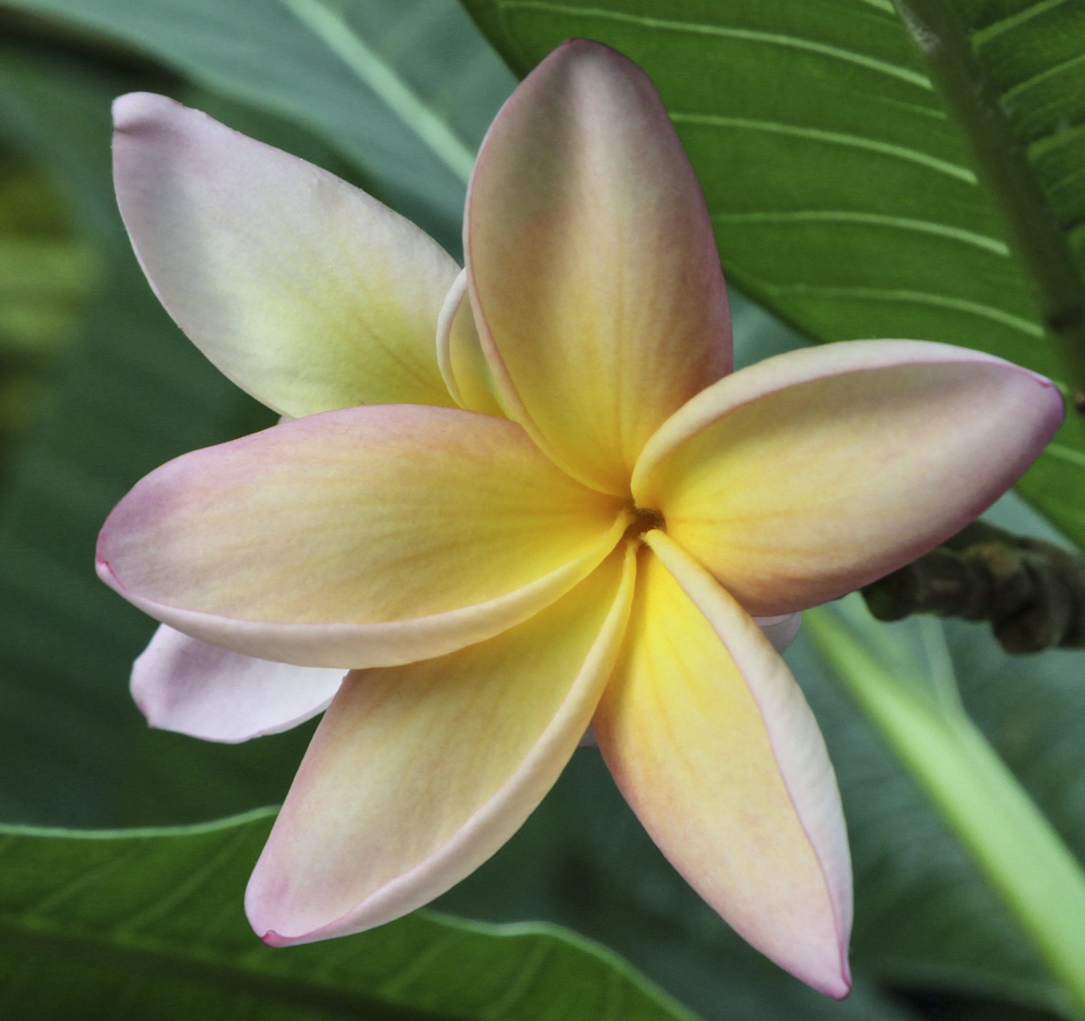 Plumeria