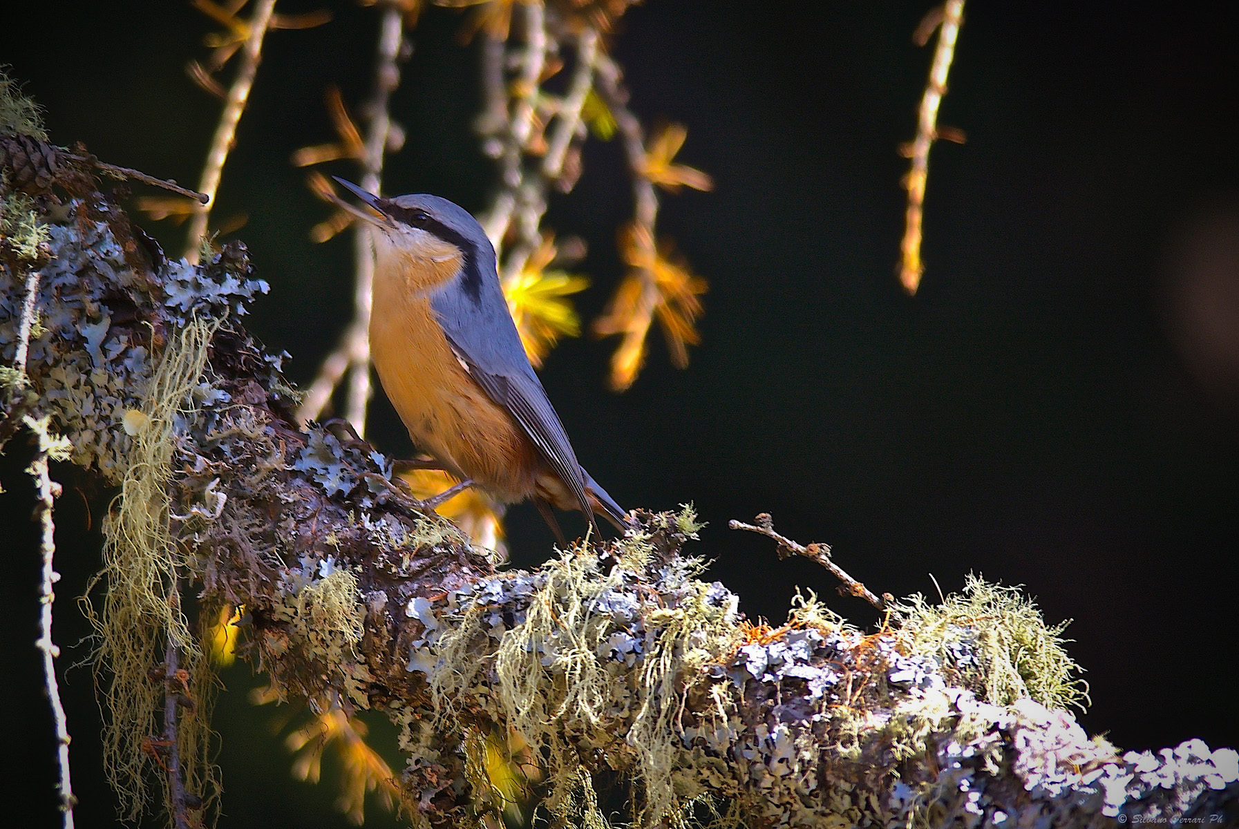 Muratore autunnale...