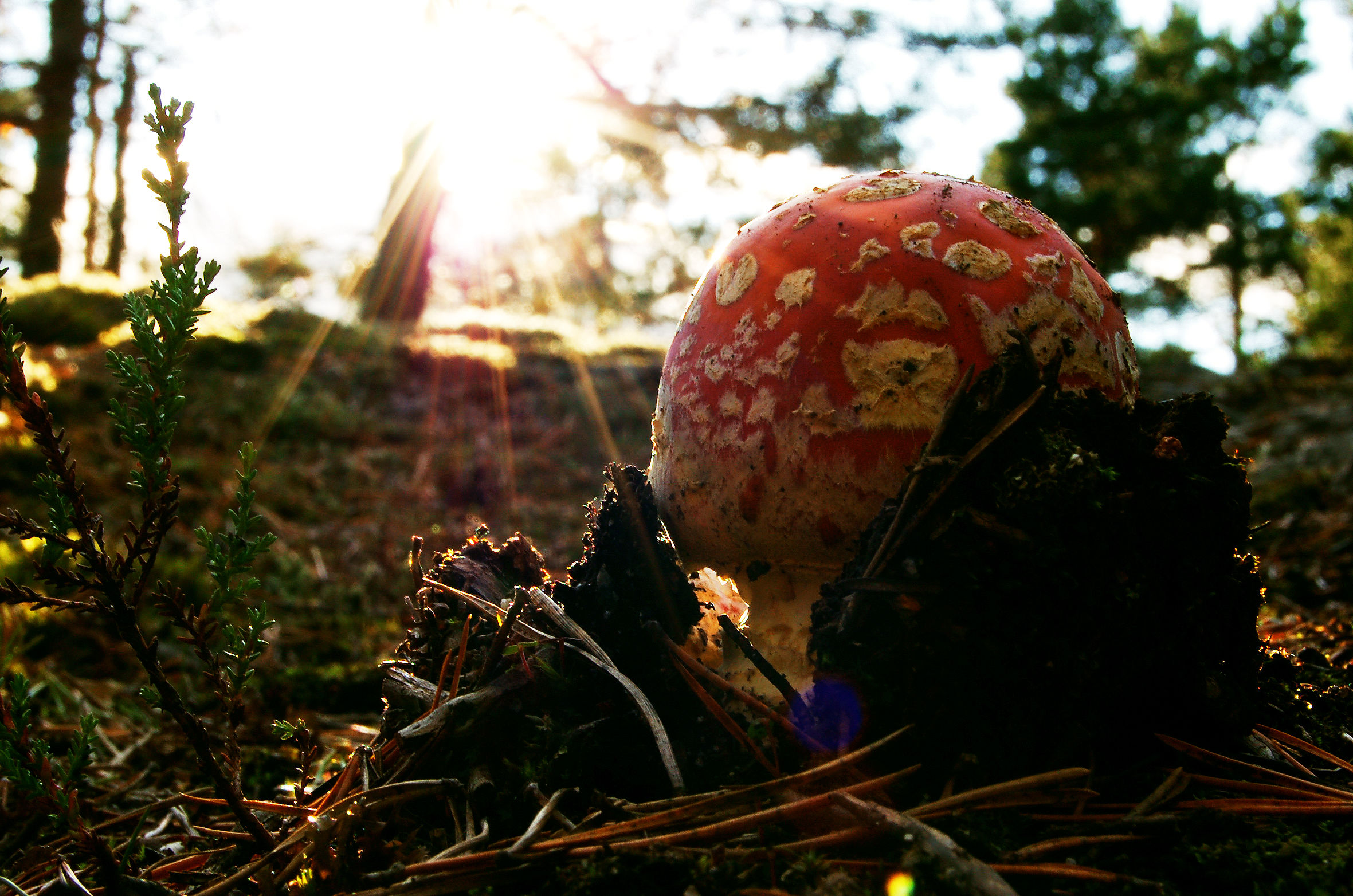 Albe da sciamani... (Amanita Muscaria)