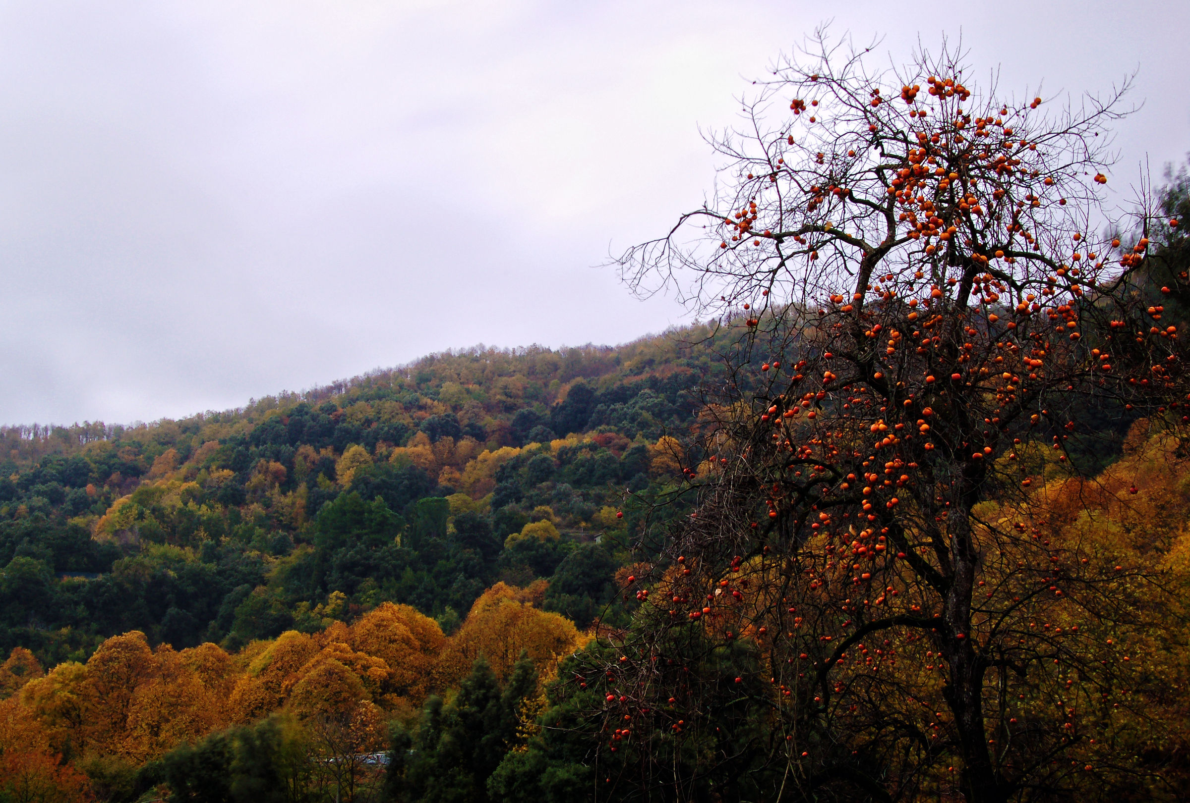 Autunno nella terra dei cachi