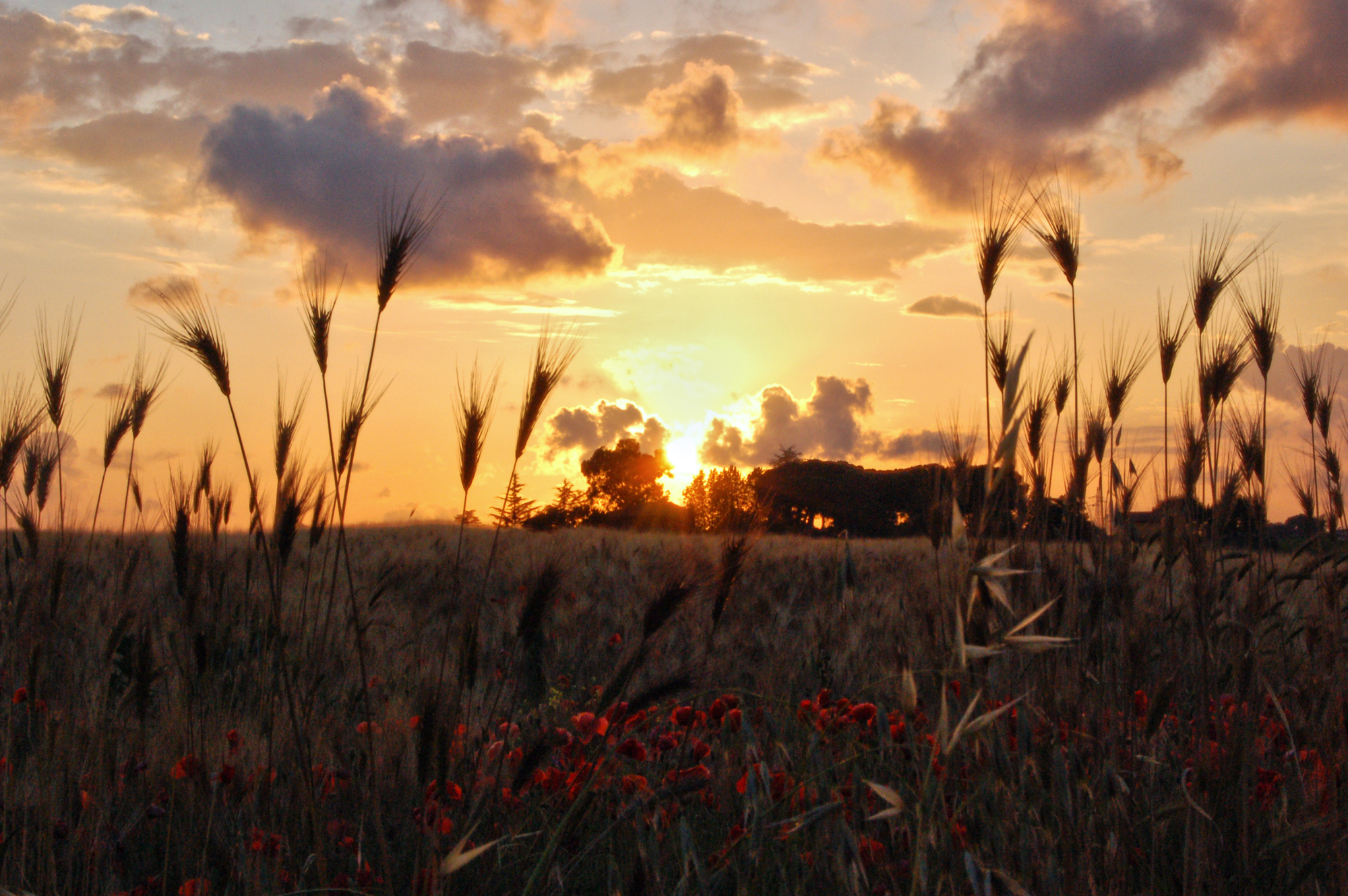 tra spighe e papaveri