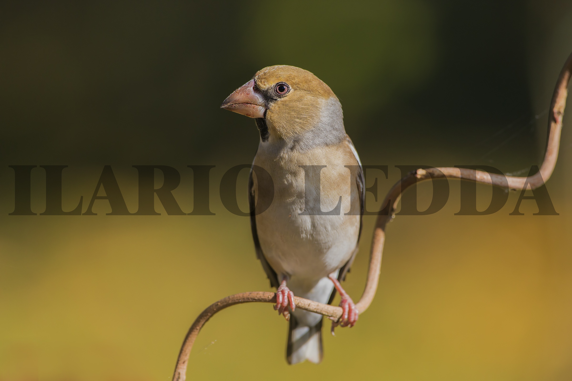 frosone su posatoio a molla