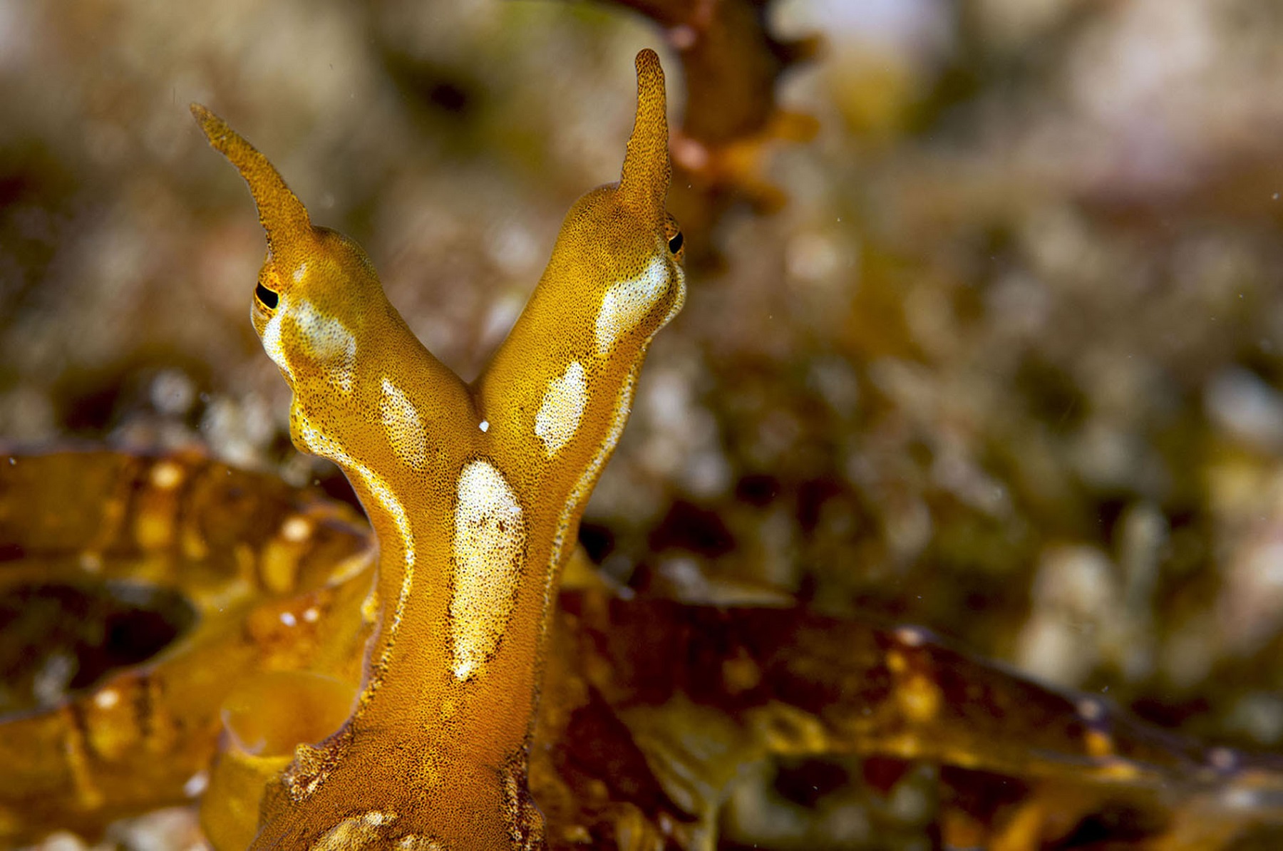 Ambon - mimic octopus