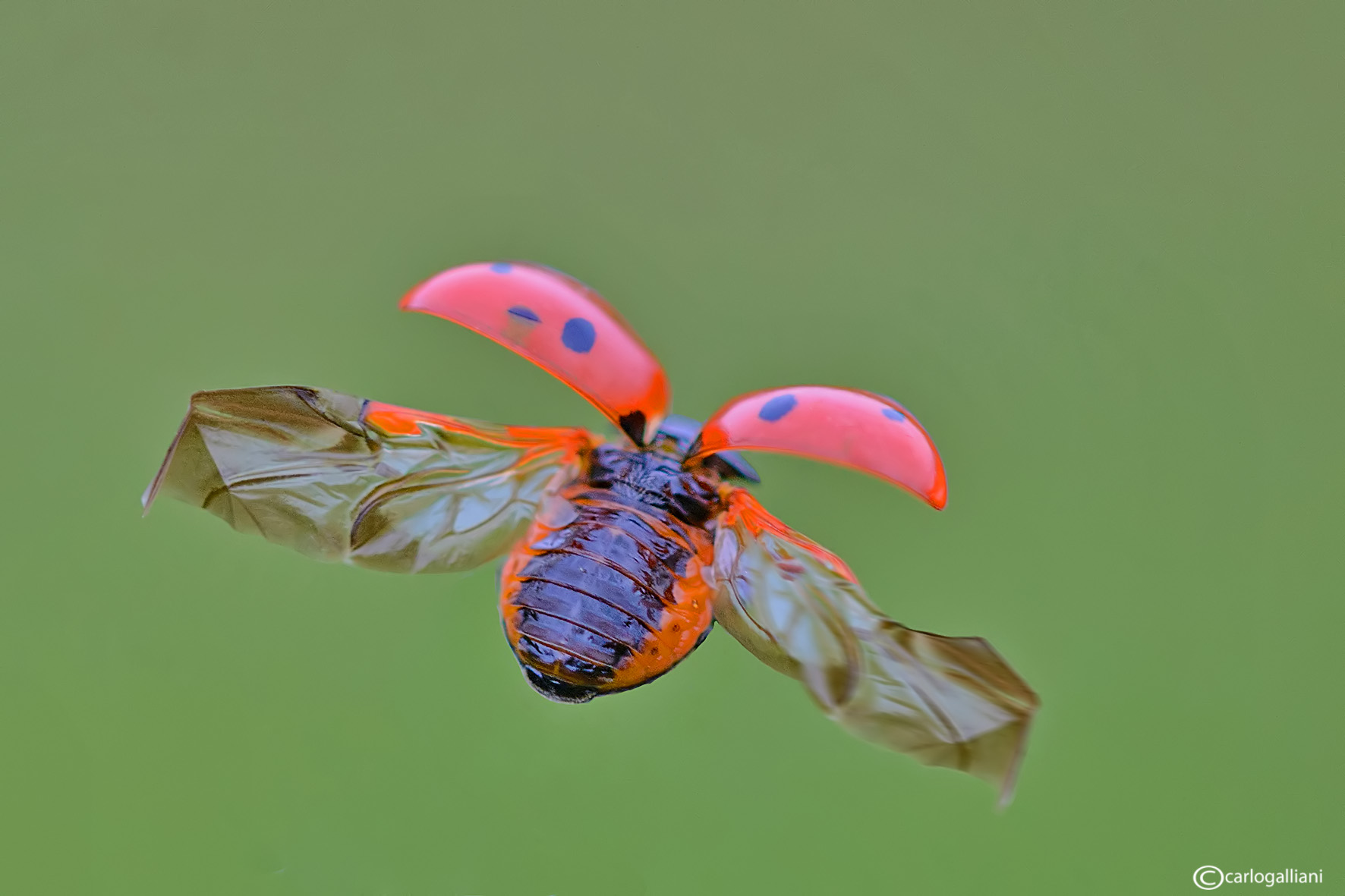 Ladybug in flight