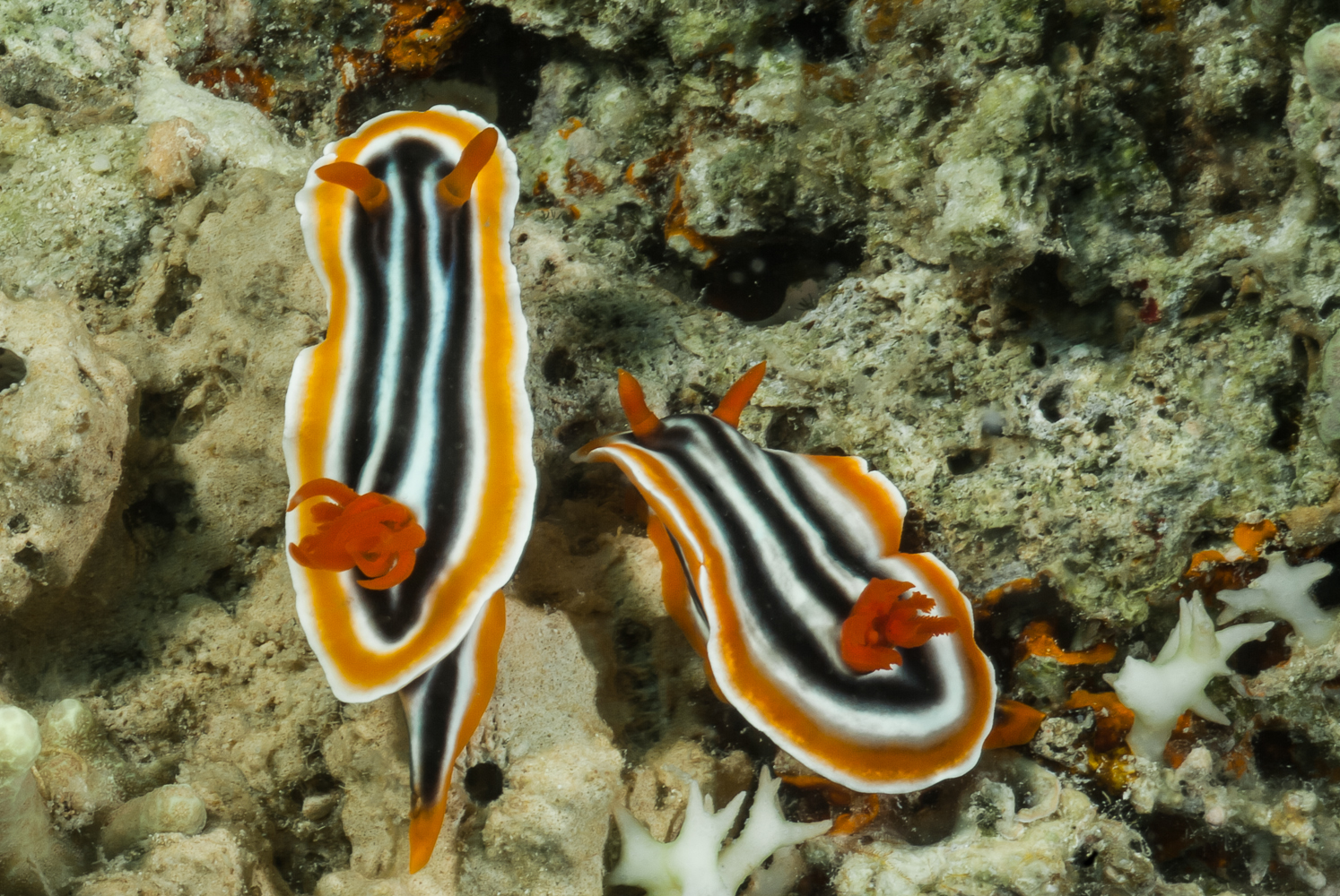 chromodoris quadricolor