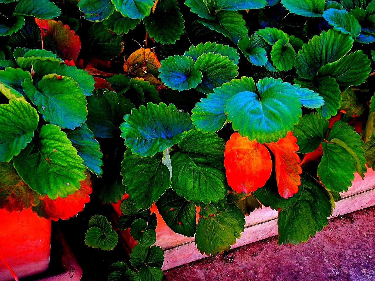 Colori forti - Fiori