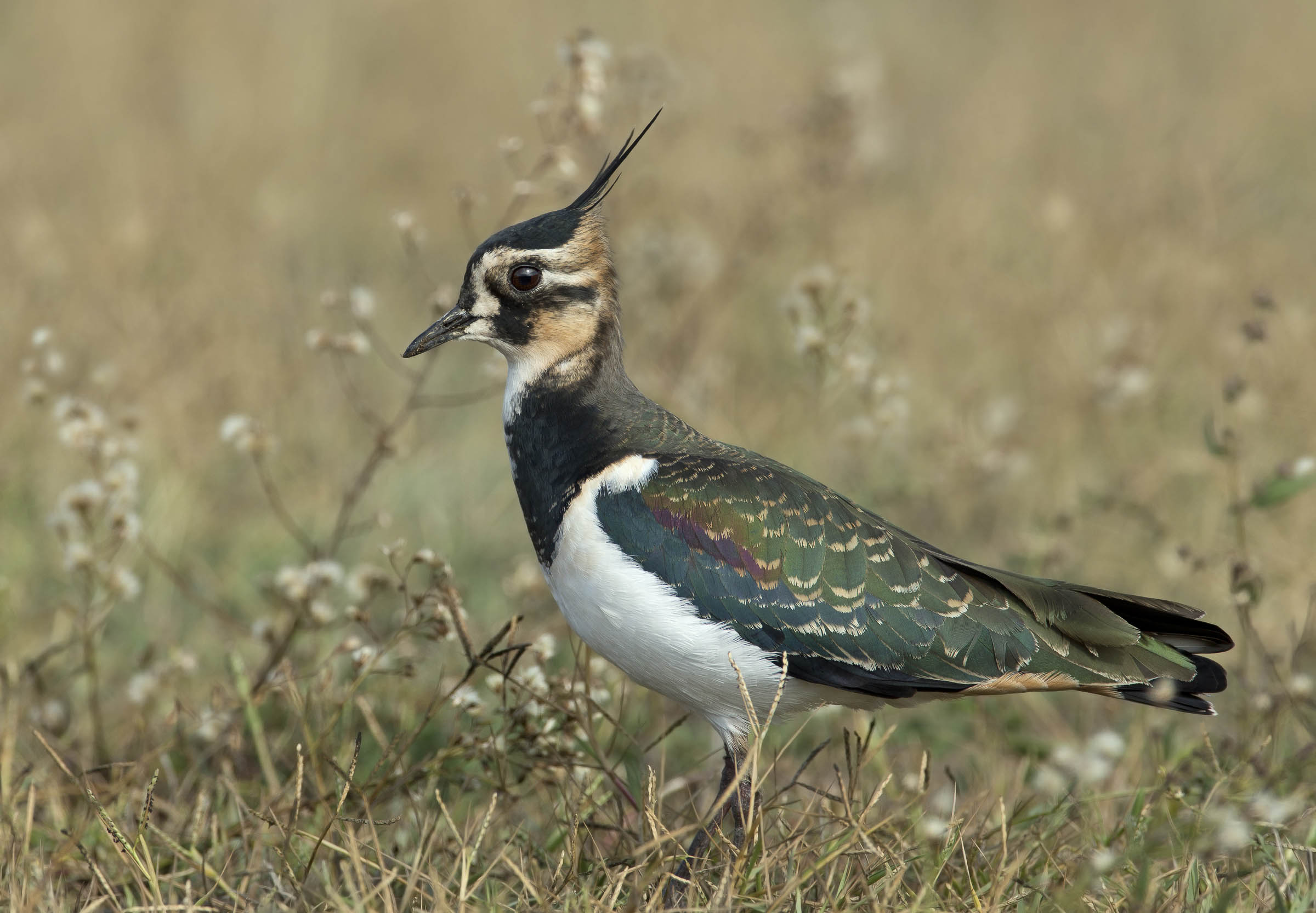 pavoncella (vanellus vanellus)