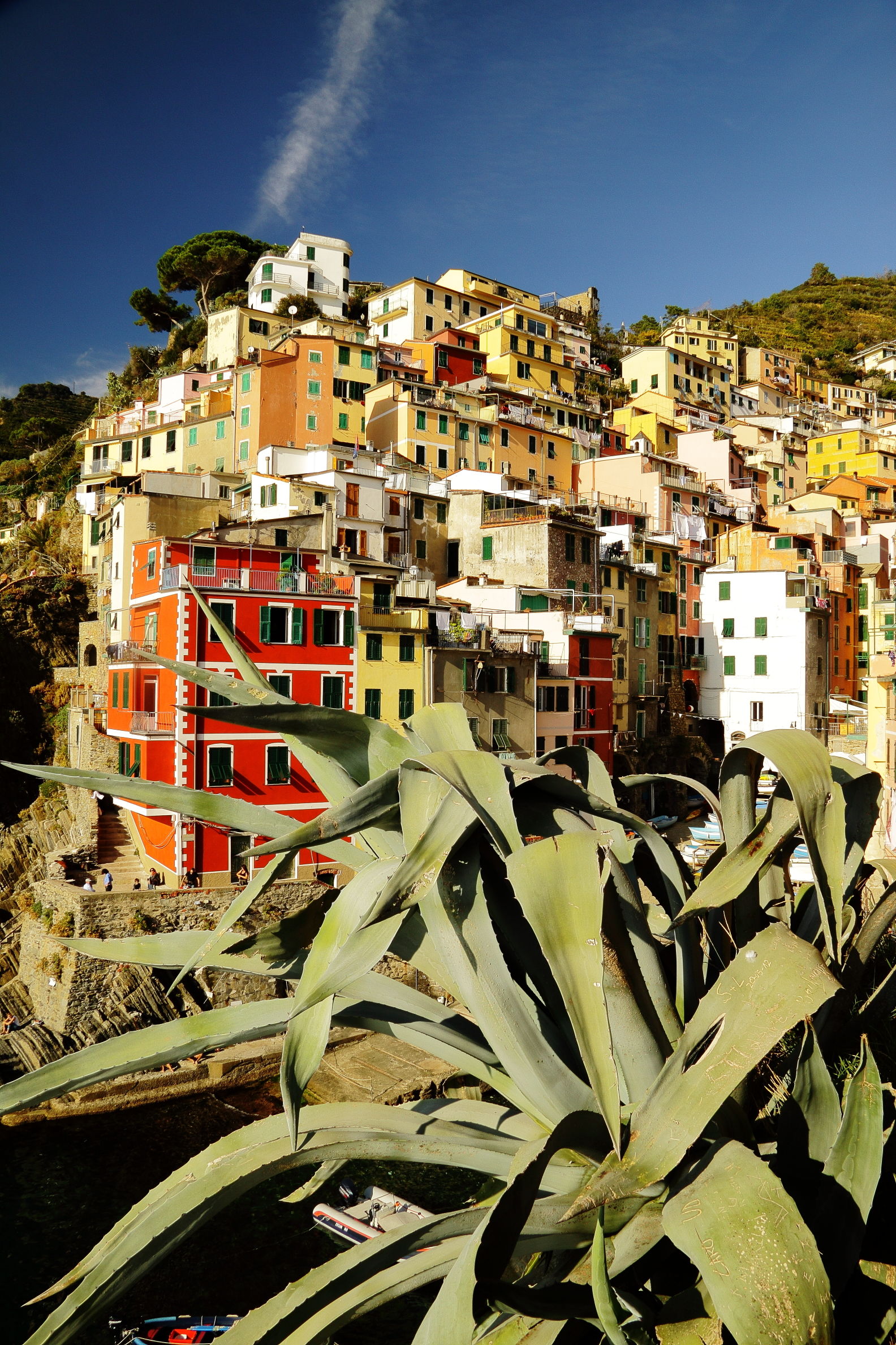 Agave Riomaggiore