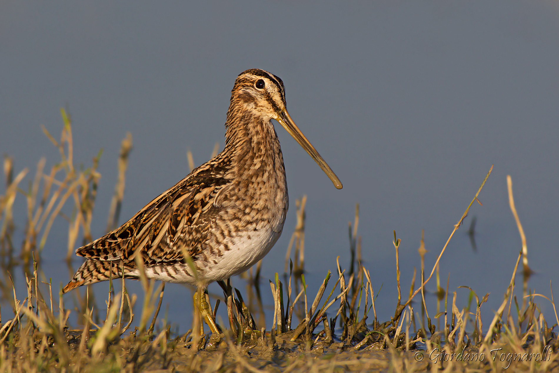 Snipe
