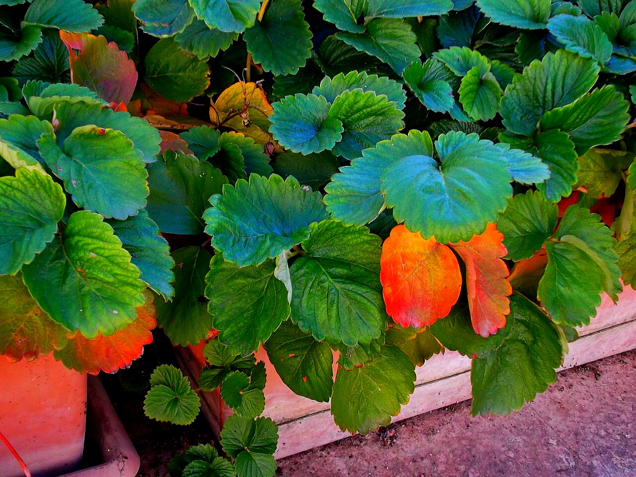 Piante e Fiori - Pianta di fragole