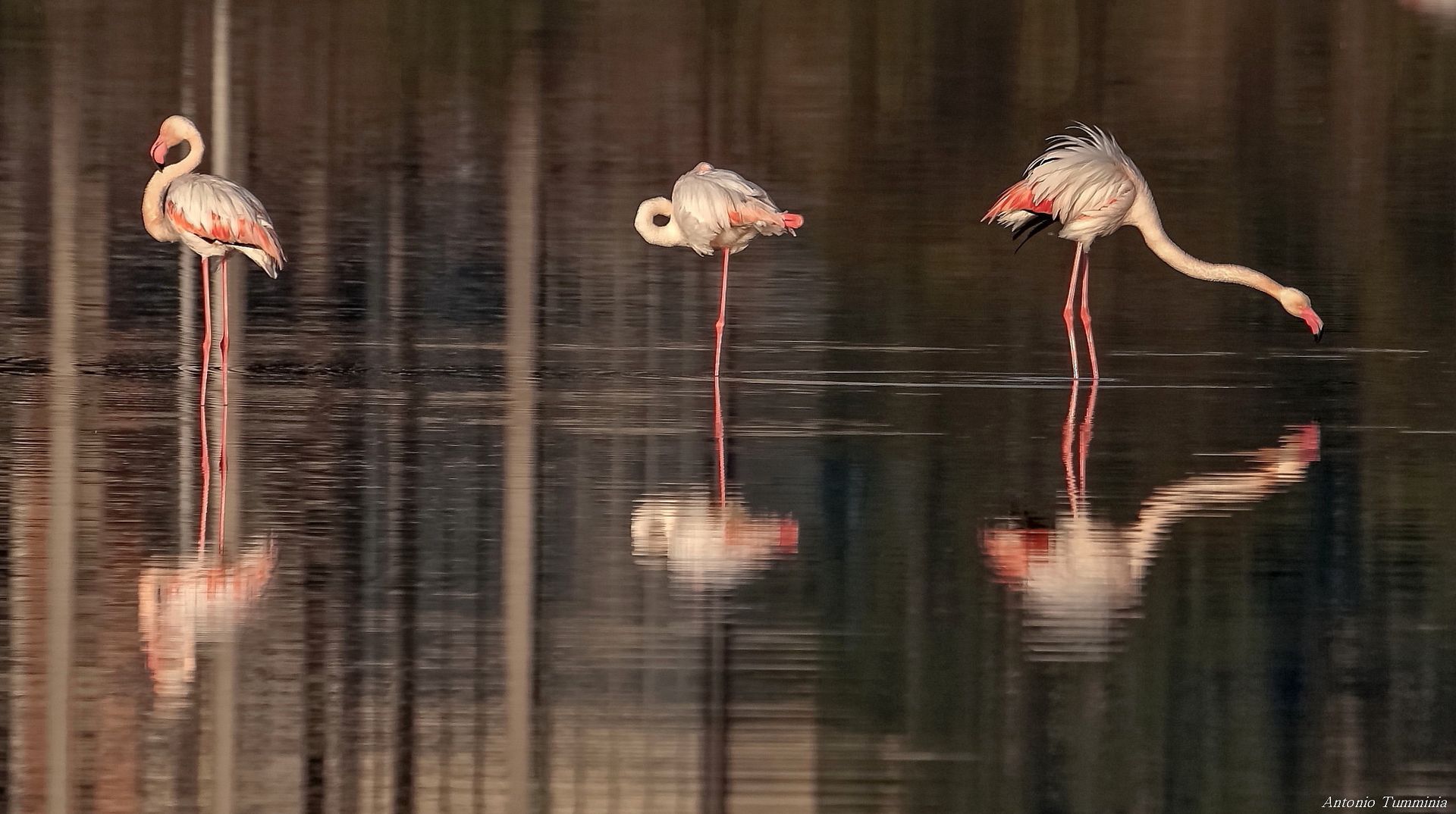 Il riposo dei Fenicotteri Rosa