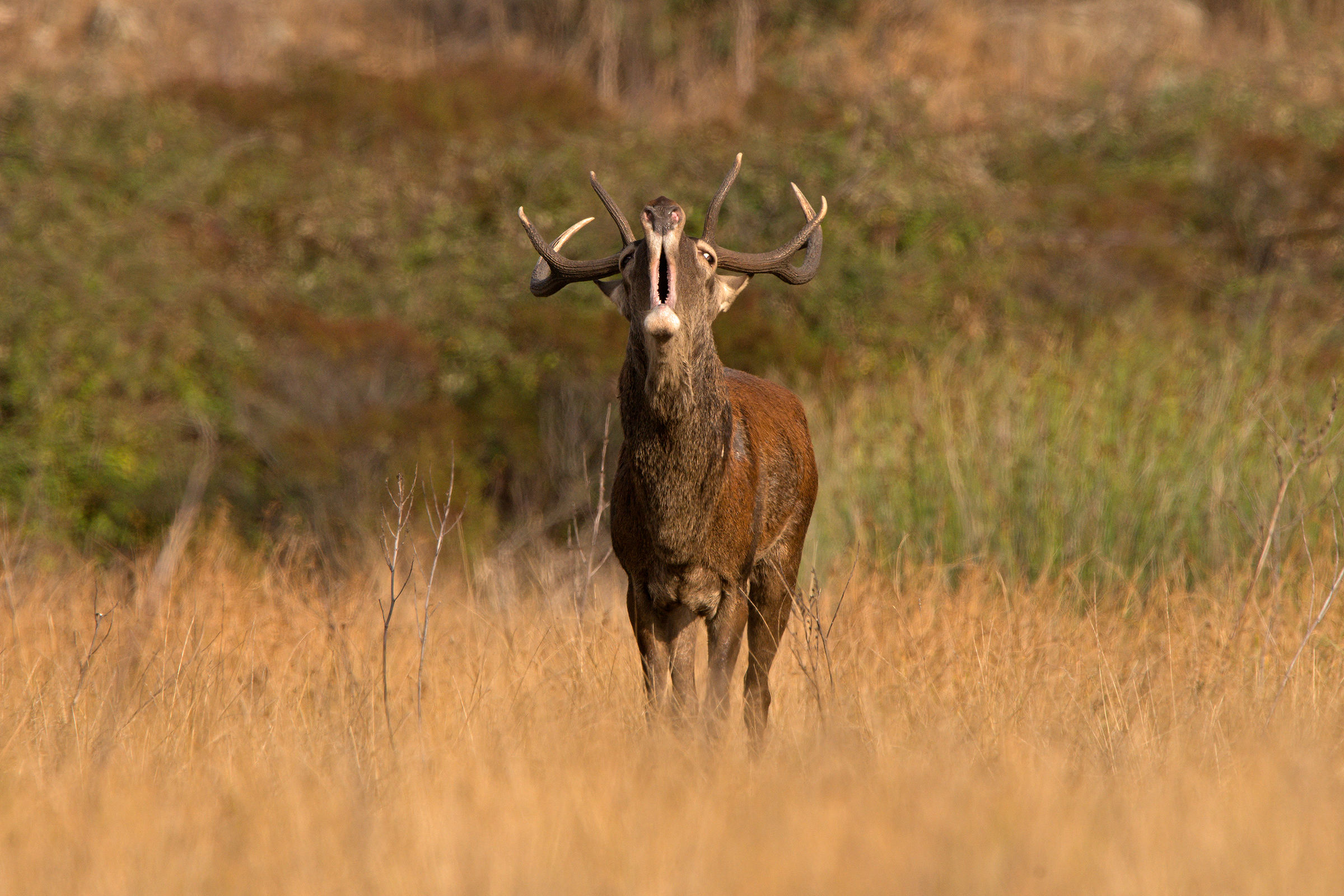 maschio campione di cervo sardo in bramito