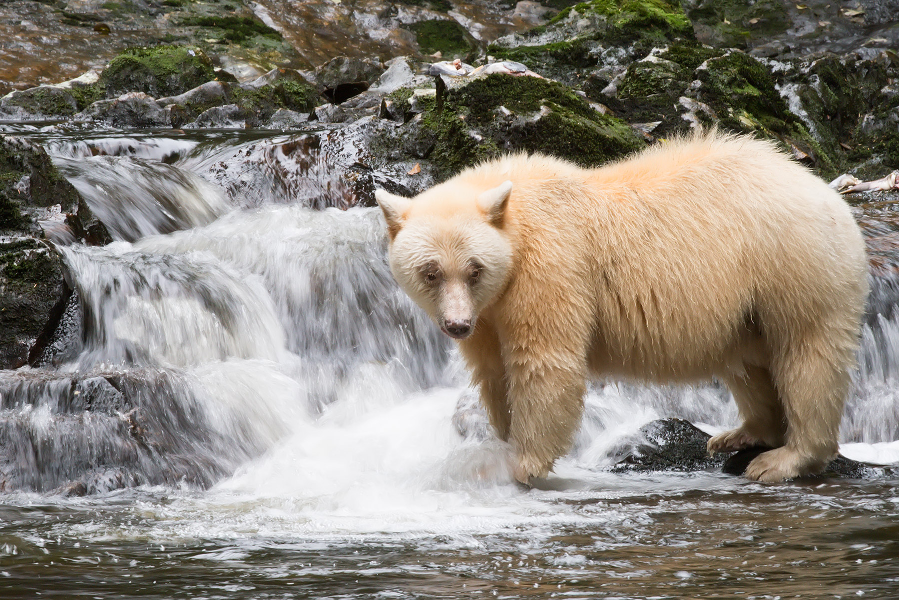 la cascata degli Spirit bears