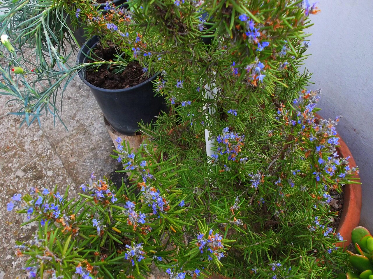 I fiorellini di timo