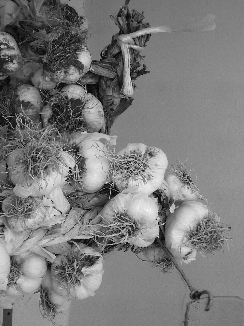 Aglio in bianco e nero