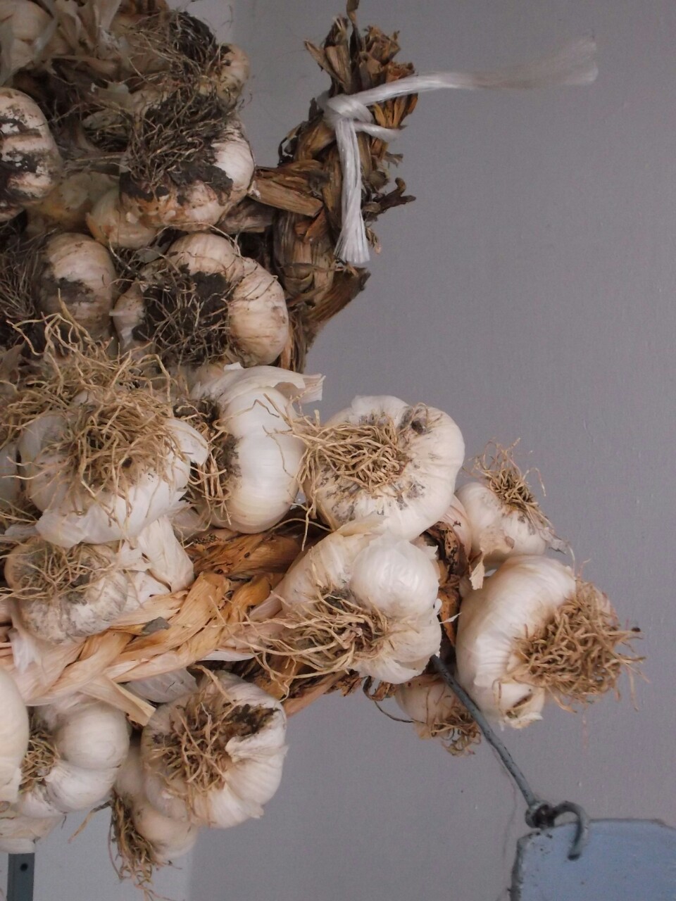 Aglio in bella mostra