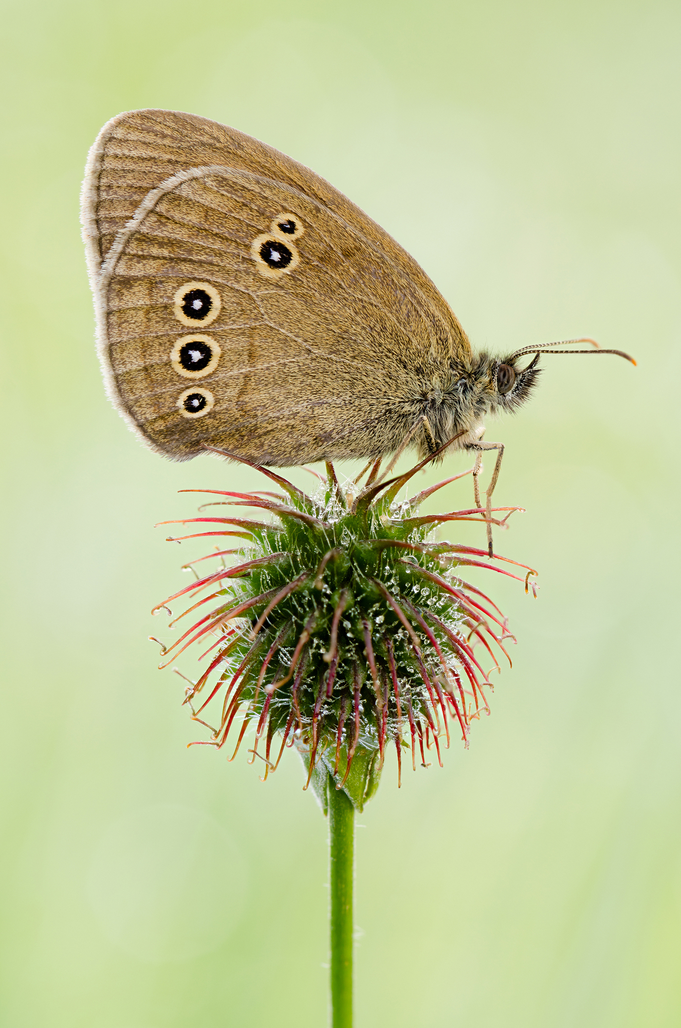 Aphantopus hyperantus