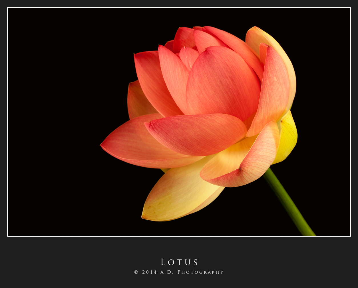 Lotus