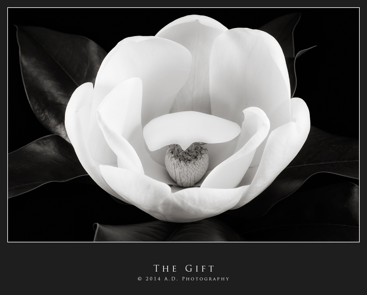 The Gift