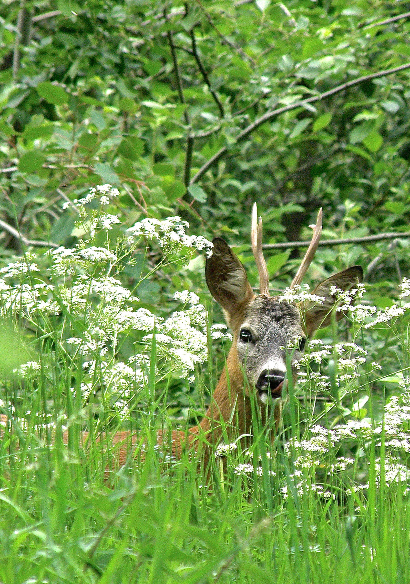 Roe deer in the green