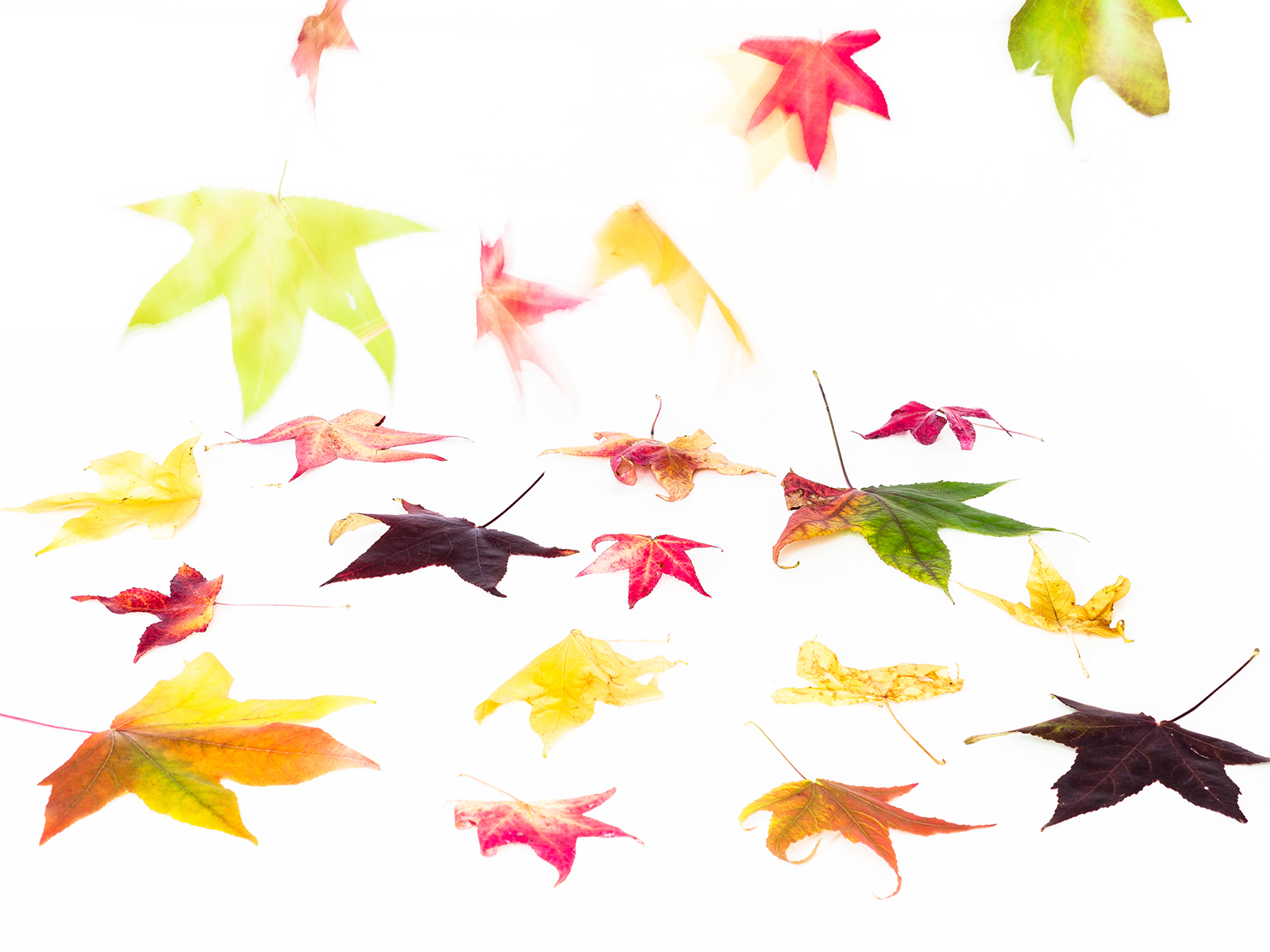 I colori dell ' Acero.