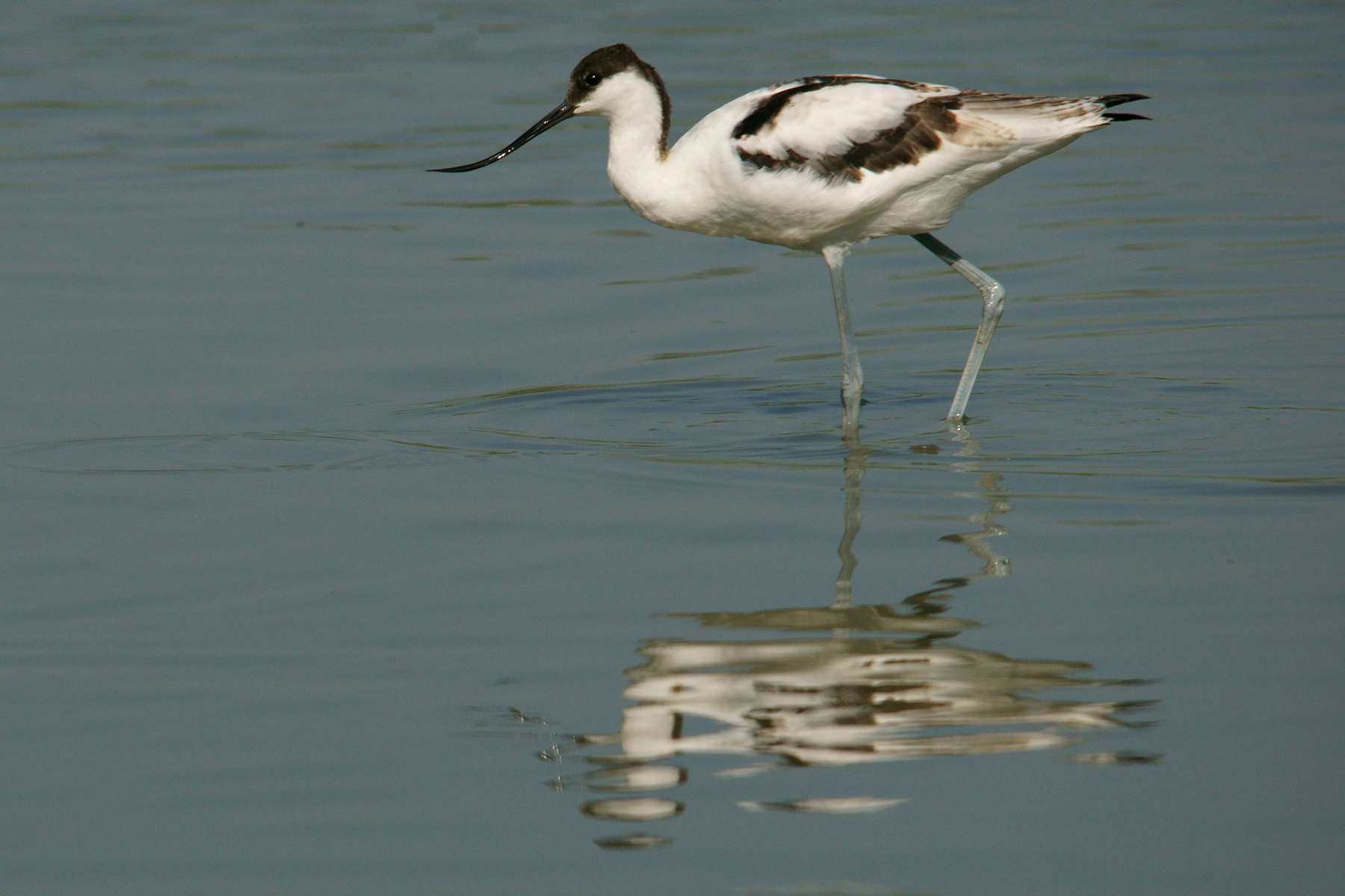 Avocetta
