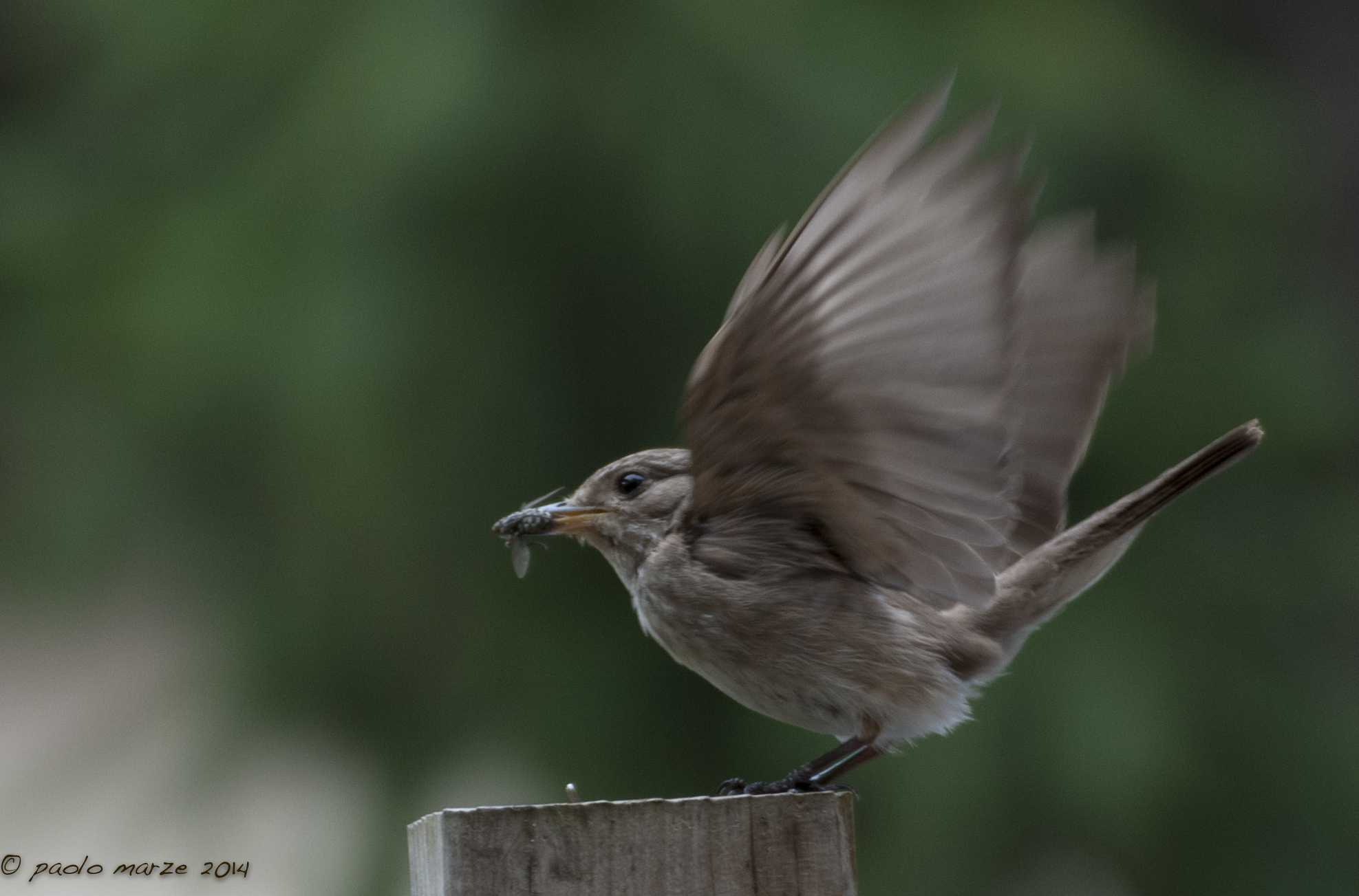 not randomly call me flycatcher