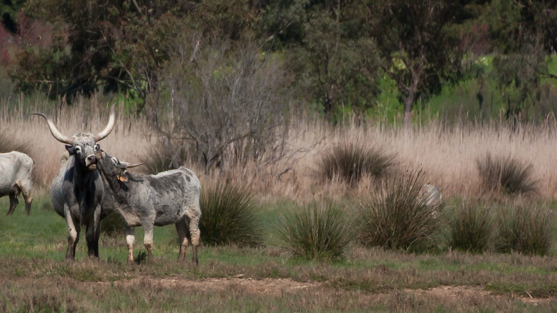 tenderness in the fen