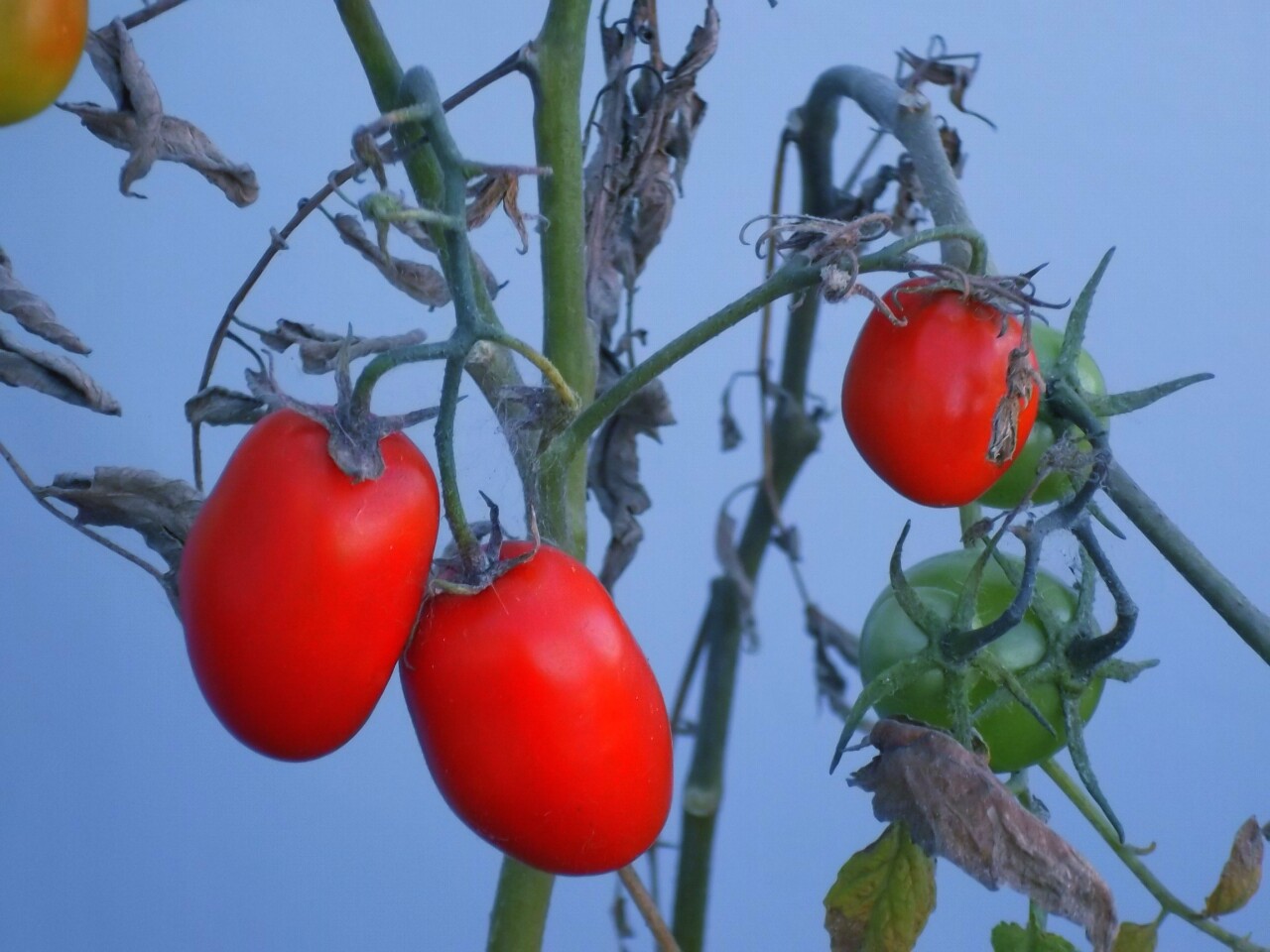 Pomodori