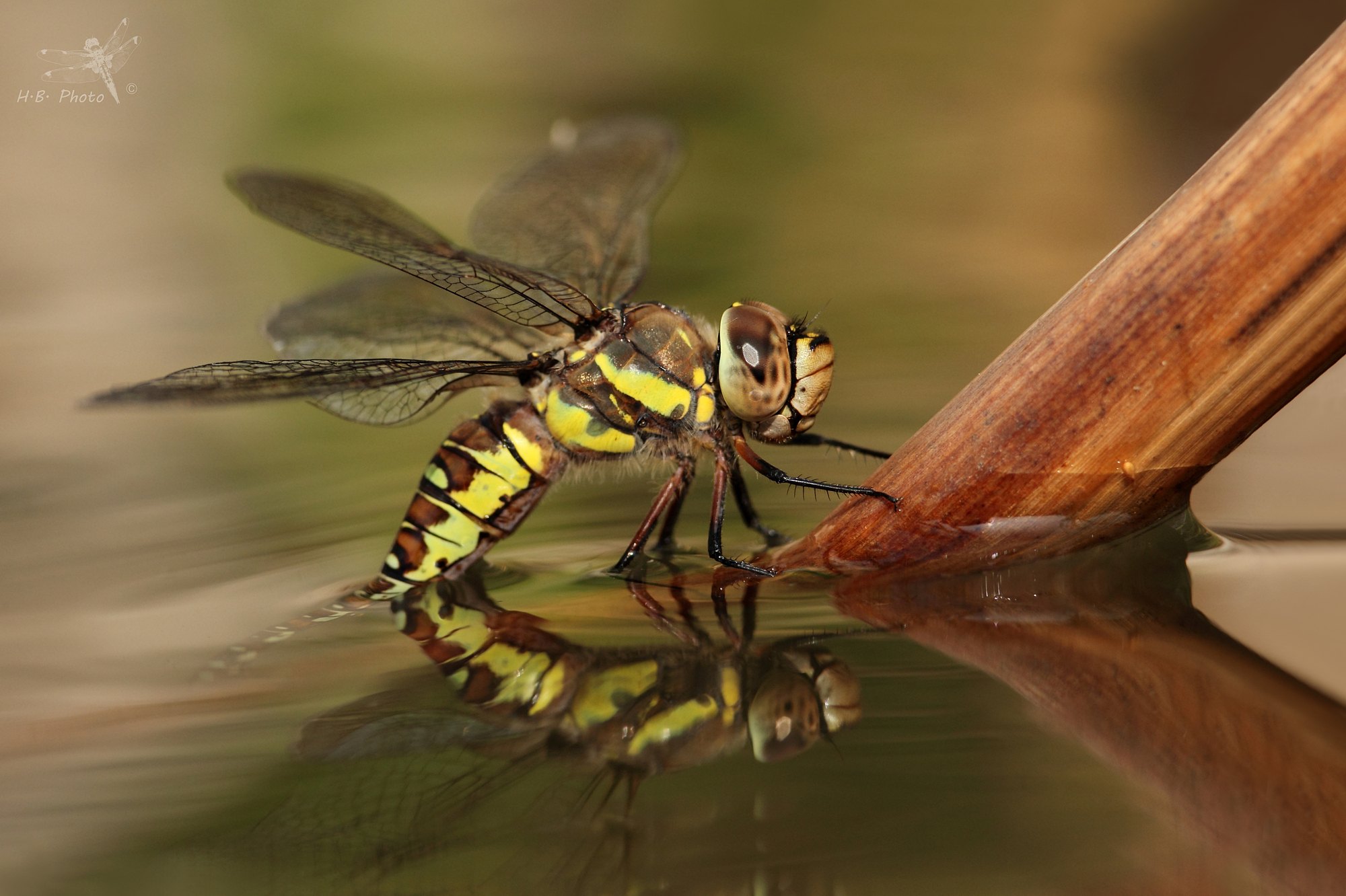 Aeshna mixta, femmina, ovideposizione