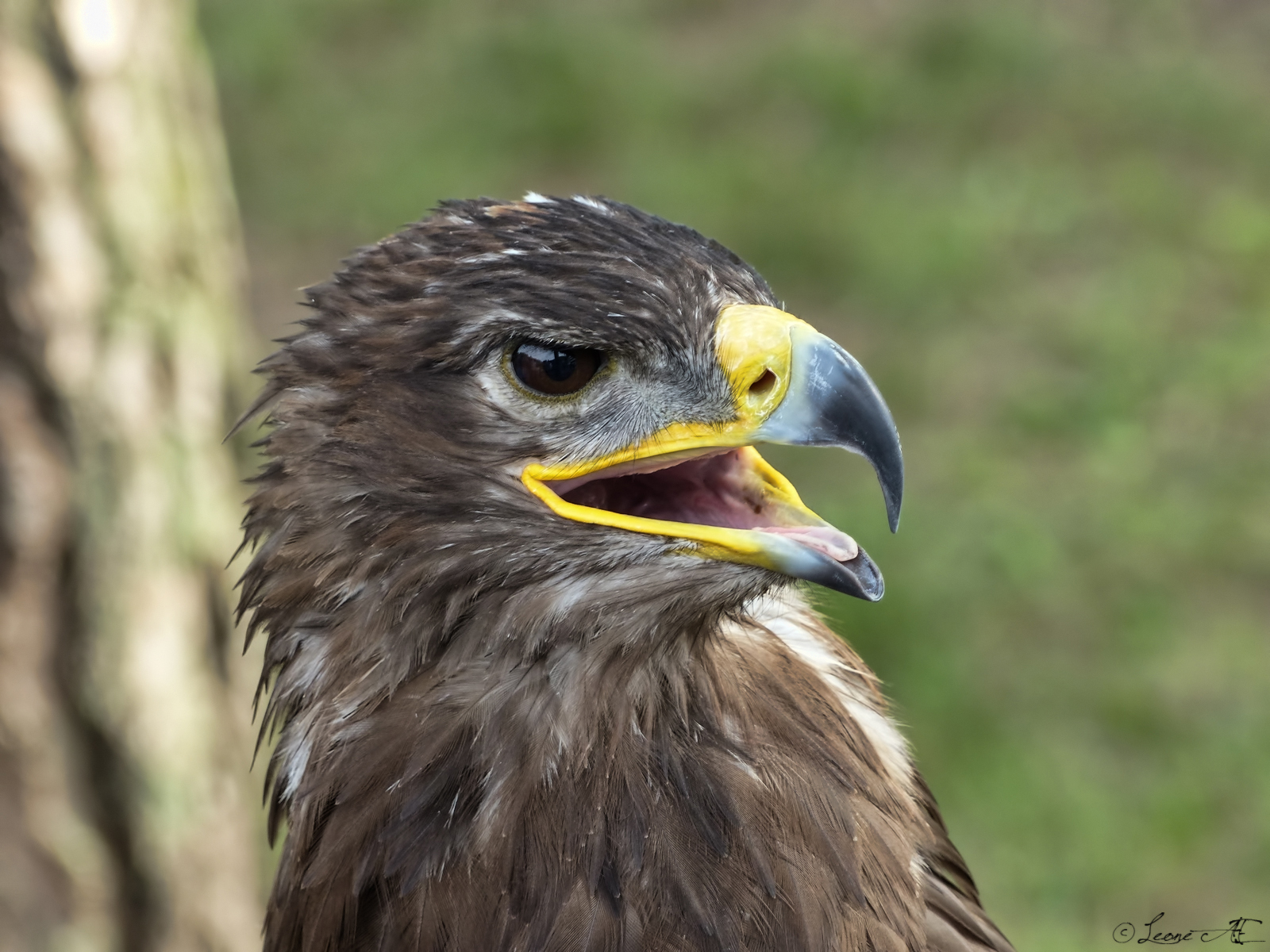 the rest of the eagle ..