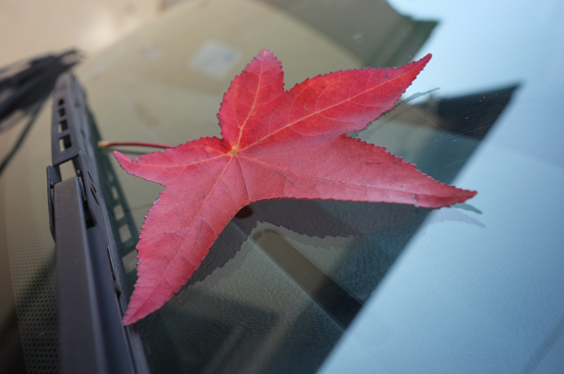 Contravvenzione d'autunno