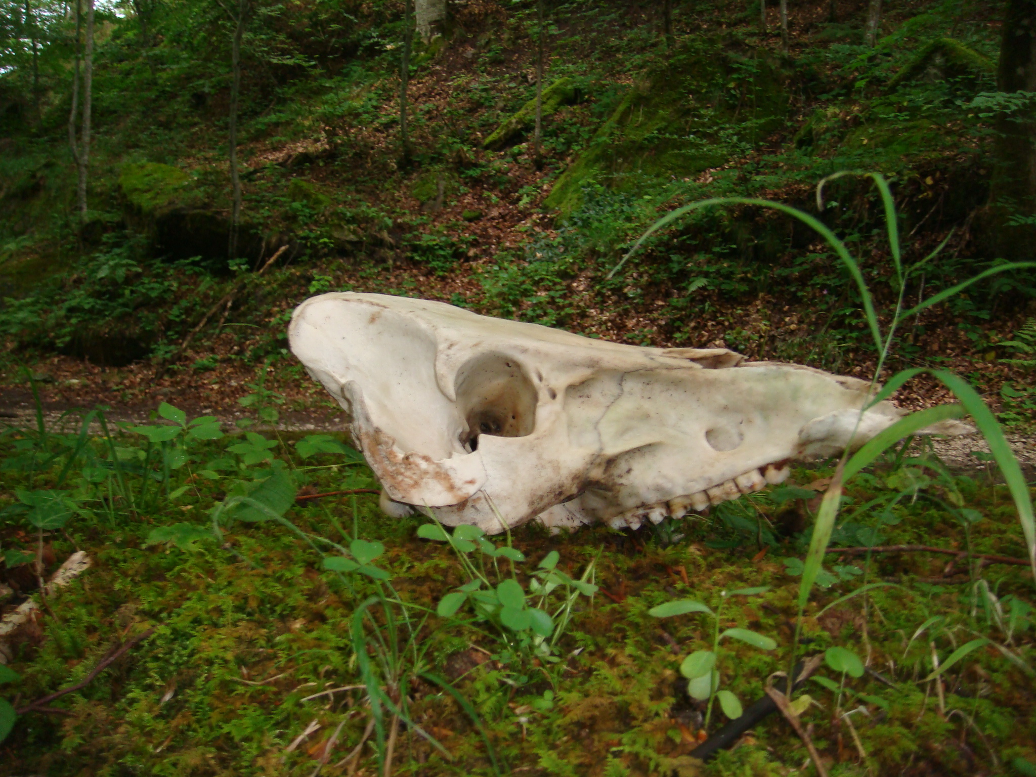 Skull in San Gerbone