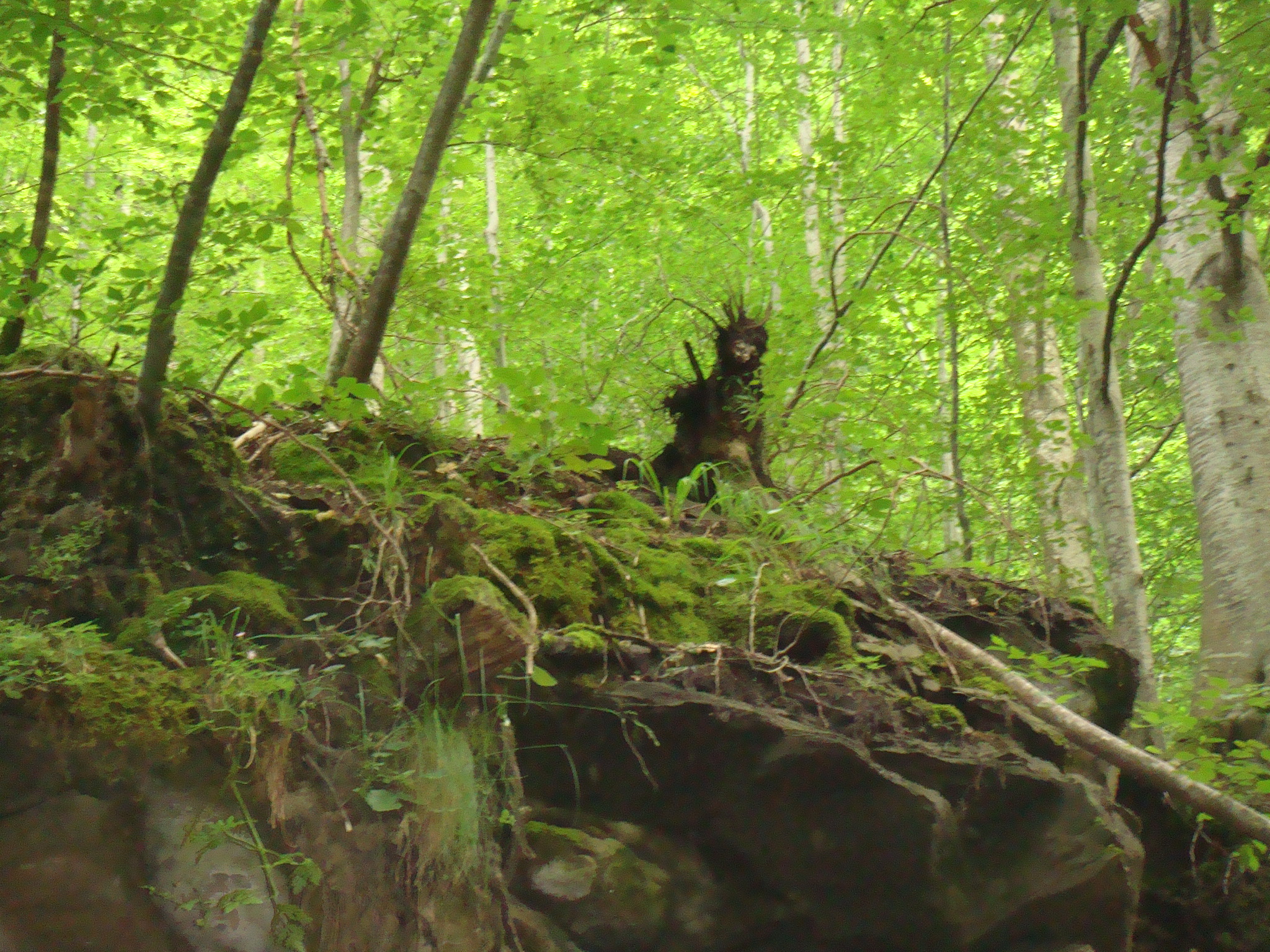 The king of the wood