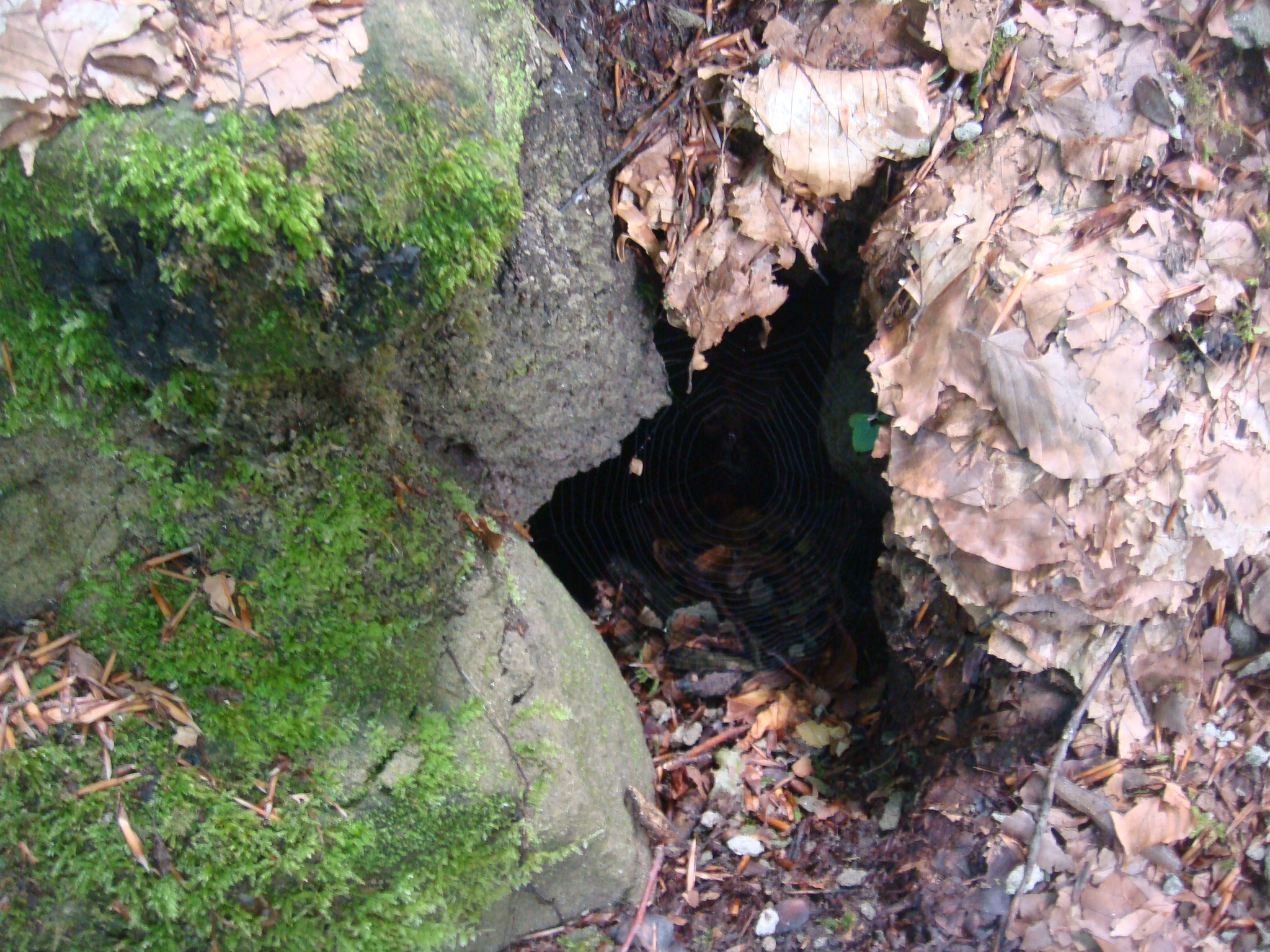 The lair of the spider