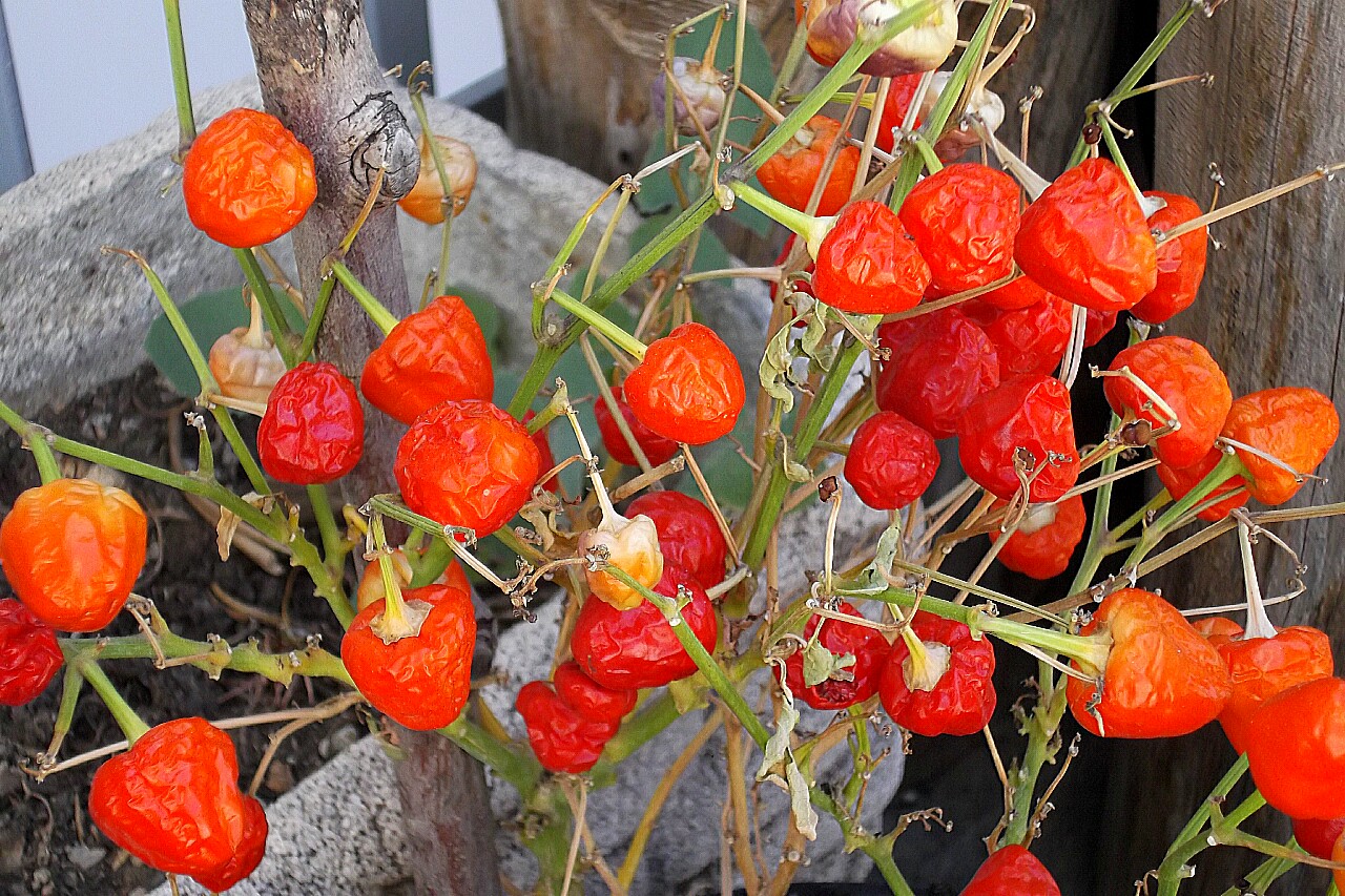 Peperoncino  tondo estivo