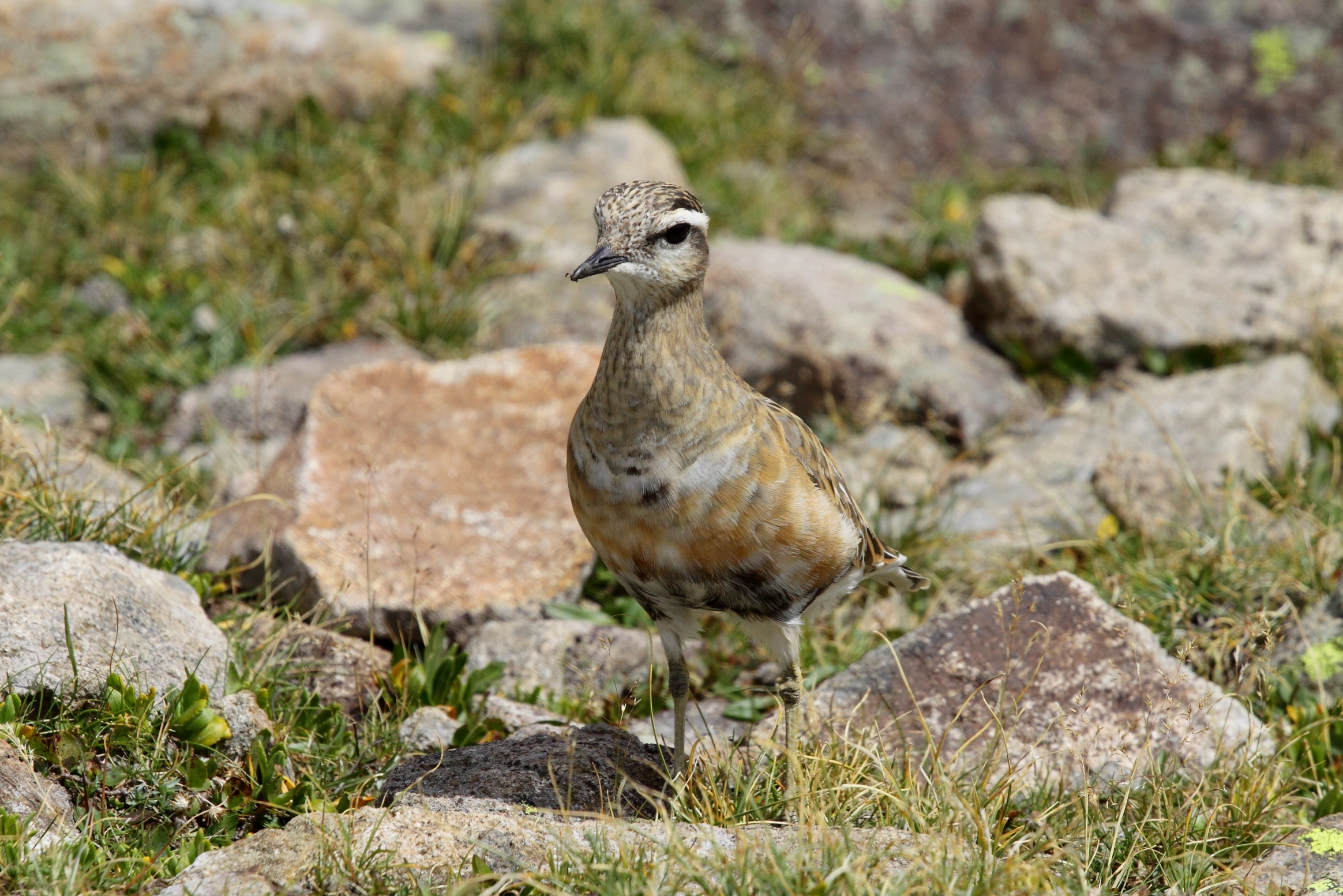 piviere tortolino adulto