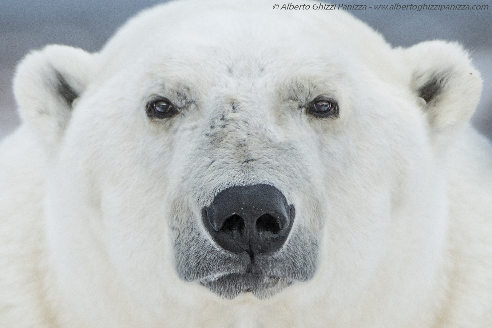 Dangerous encounters