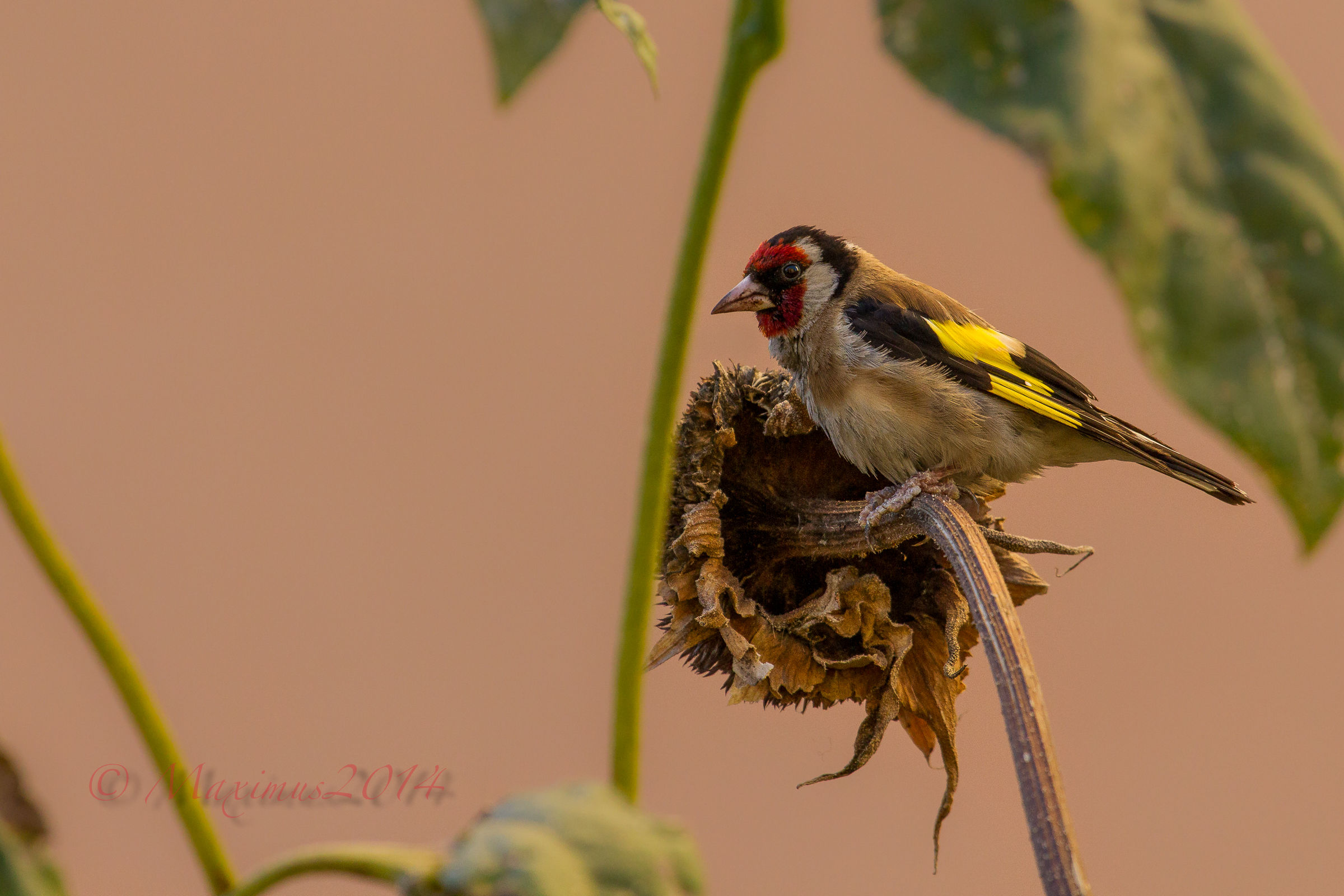 .. il cardellino e il girasole ..