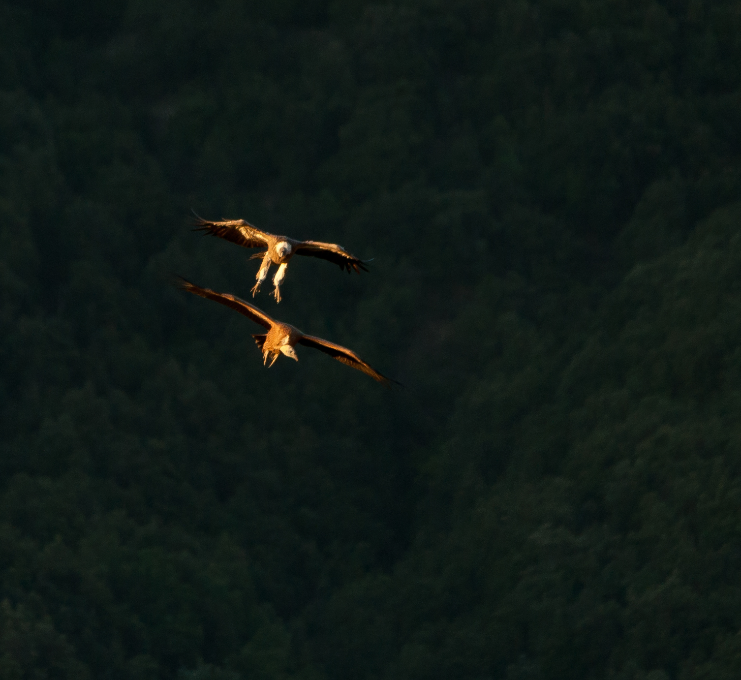 Grifoni padre e figlio