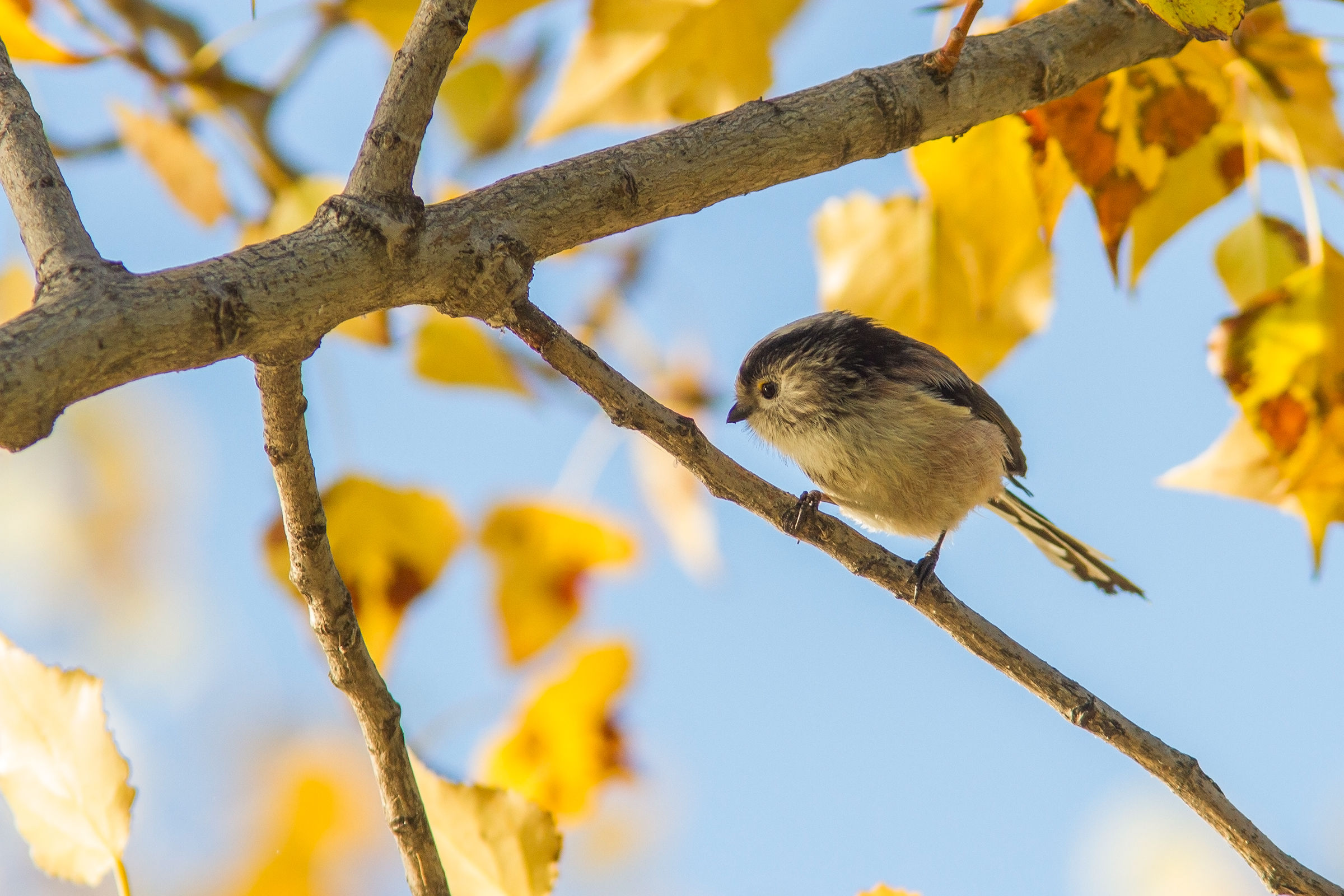 codibugnolo d'autunno