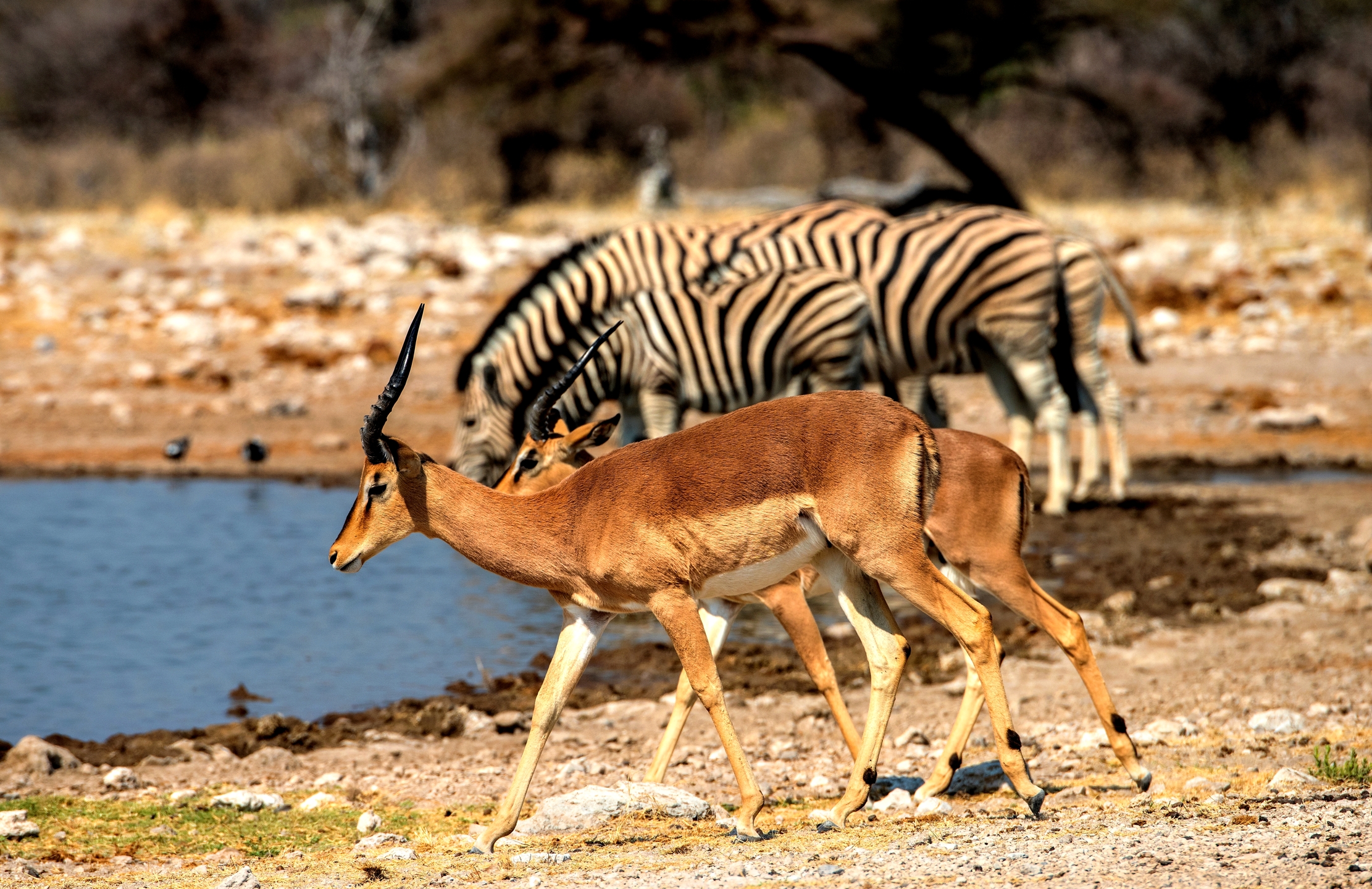 Etosha - Springbok