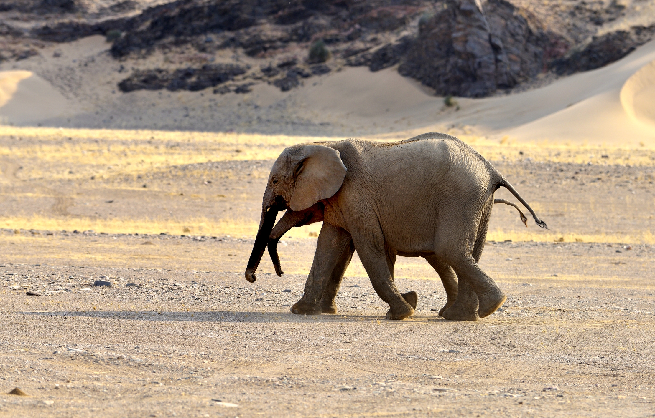 Deserto del Kaokoland - Elefanti