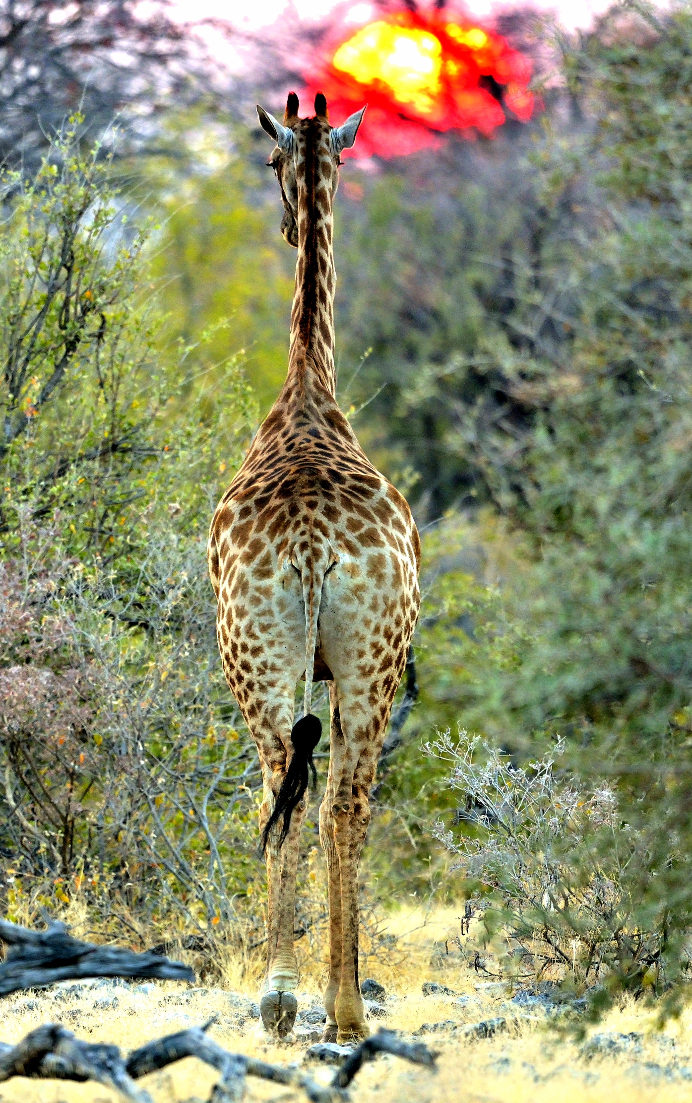 Etosha - Giraffa al tramonto