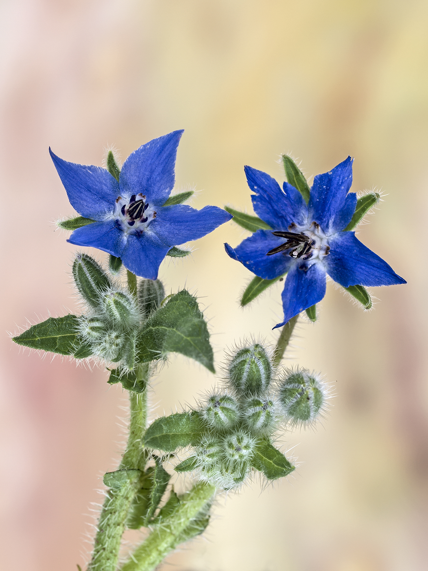 borage